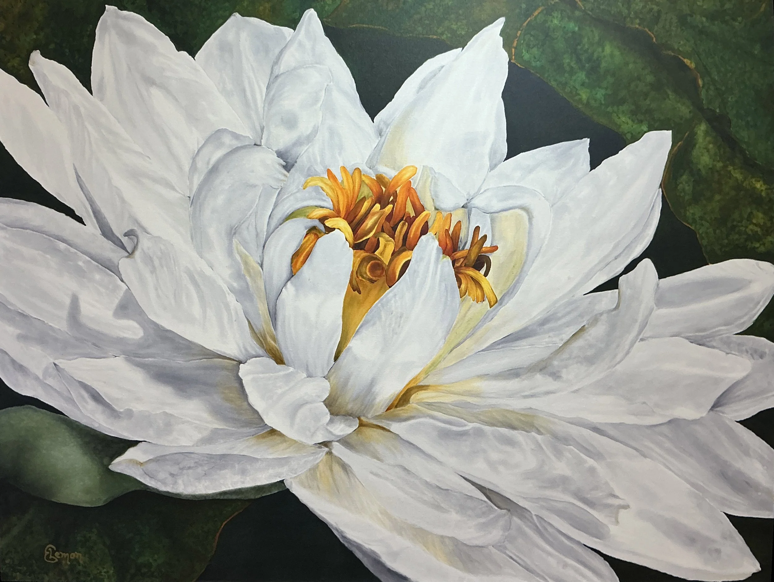 Elizabeth Lemon - Water Lily in the Morning.jpg
