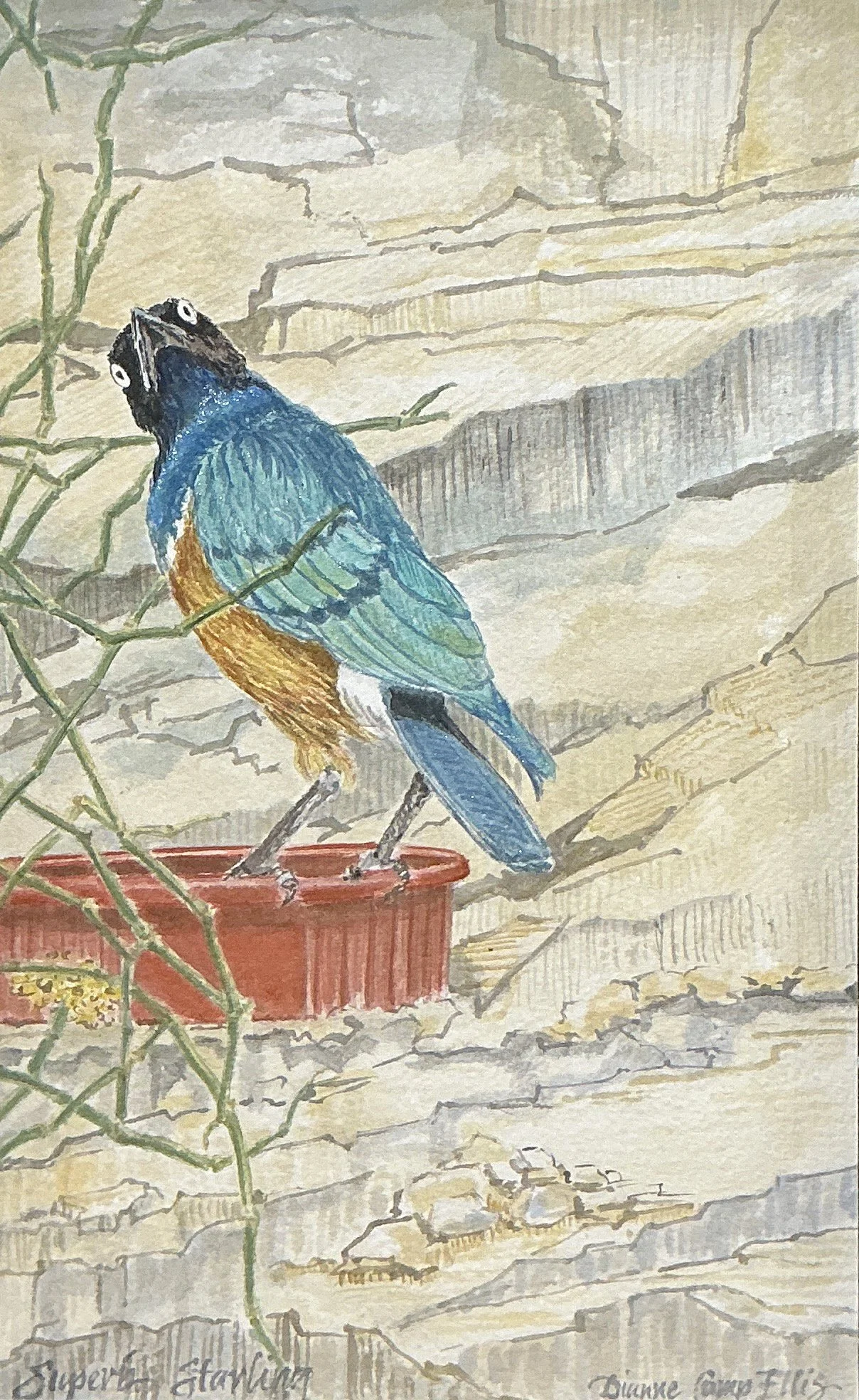 Dianne Camp Ellis - Super Starling.jpg