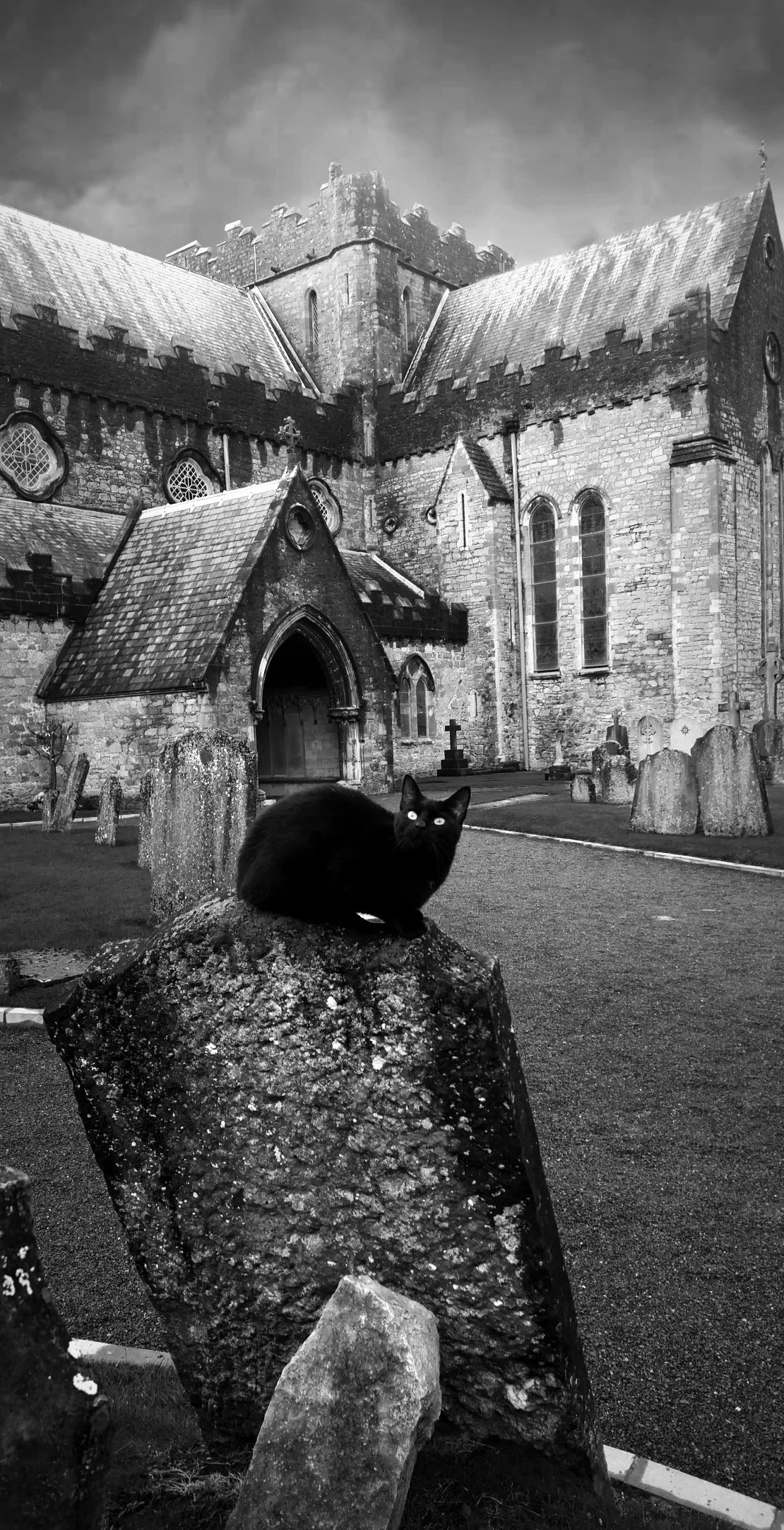 paul-nixon-cat-on-a-grave-stone.jpg