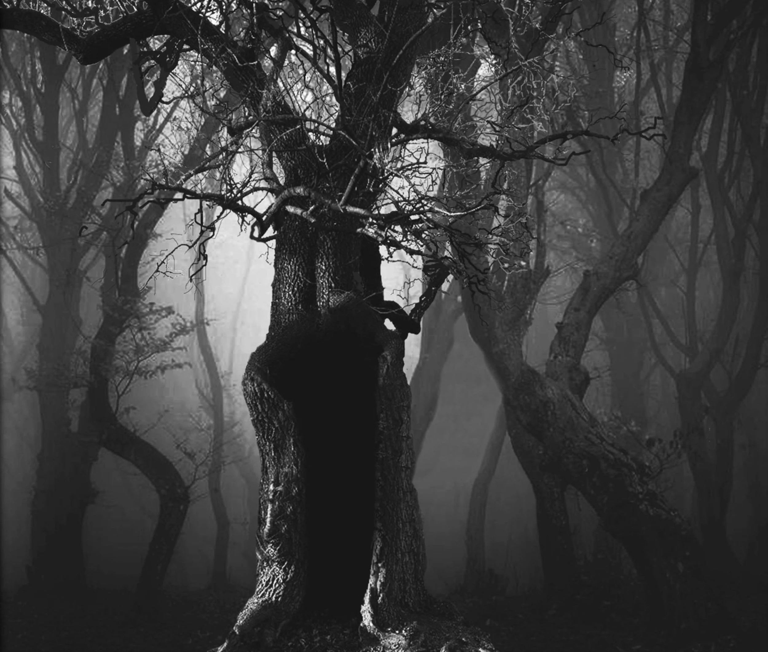 paul-nixon-danaan-quicken-tree.jpg