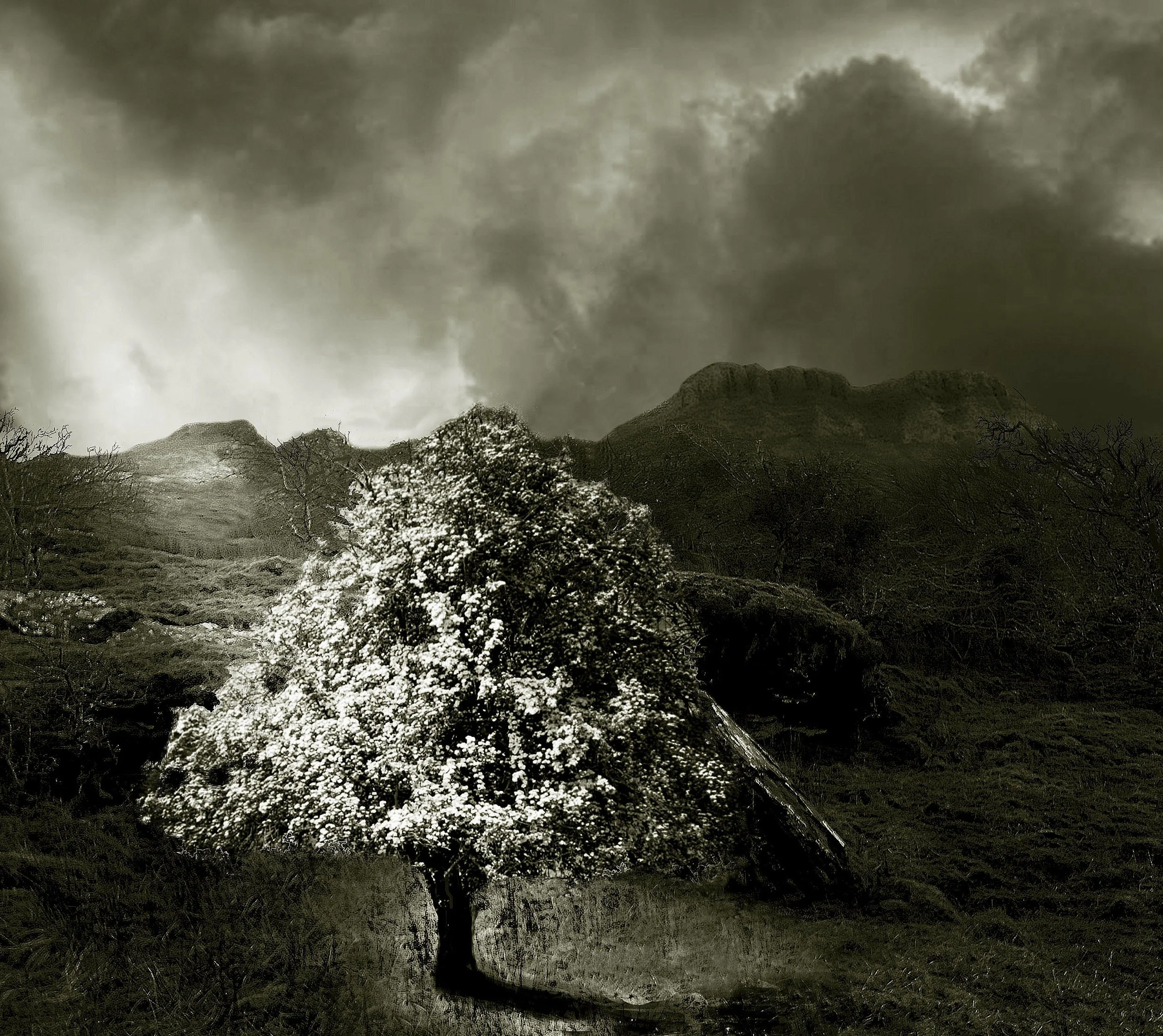 paul-nixon-fairy-tree-on-tievebaun.jpg