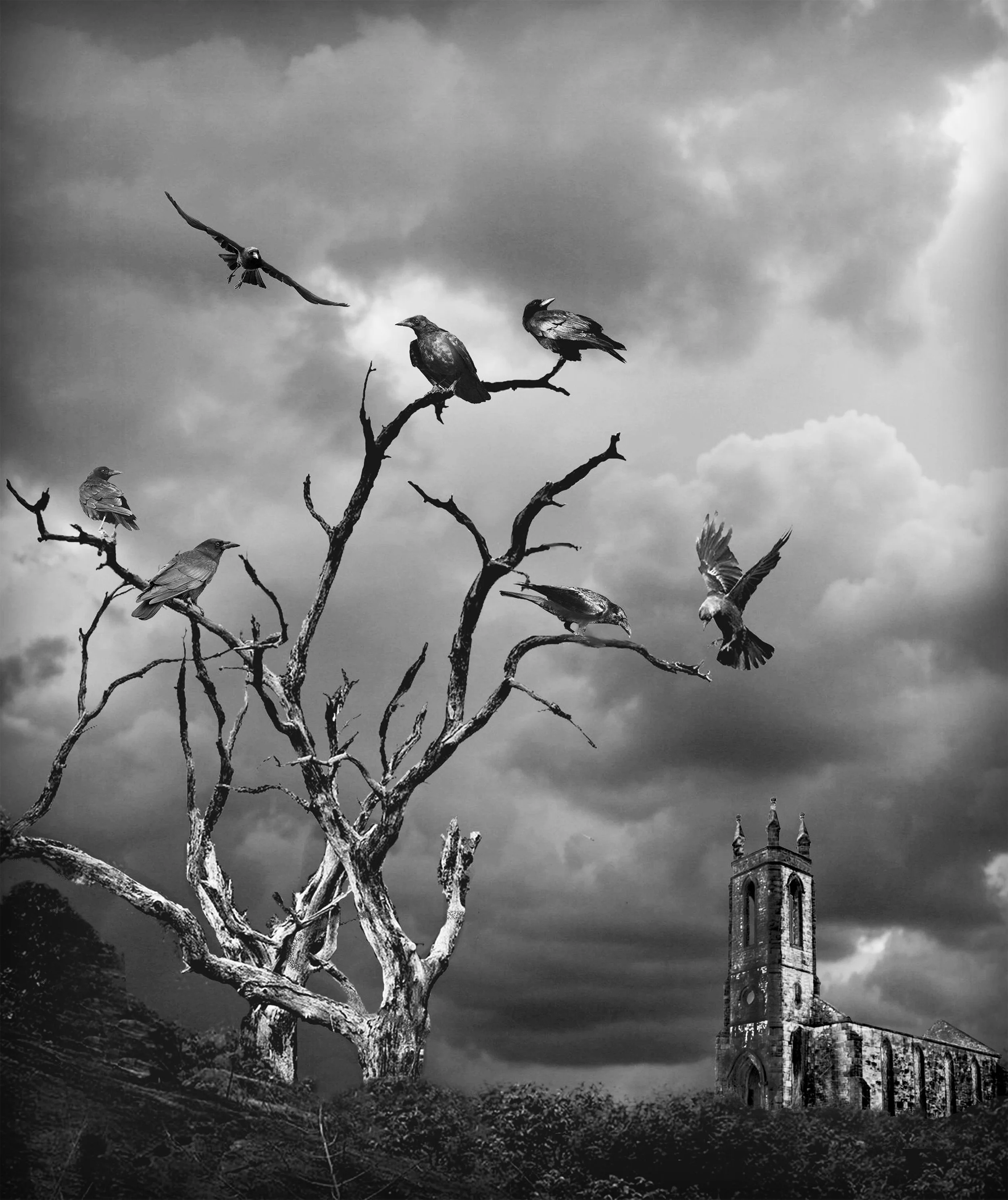 paul-nixon-gathering-of-crows.jpg