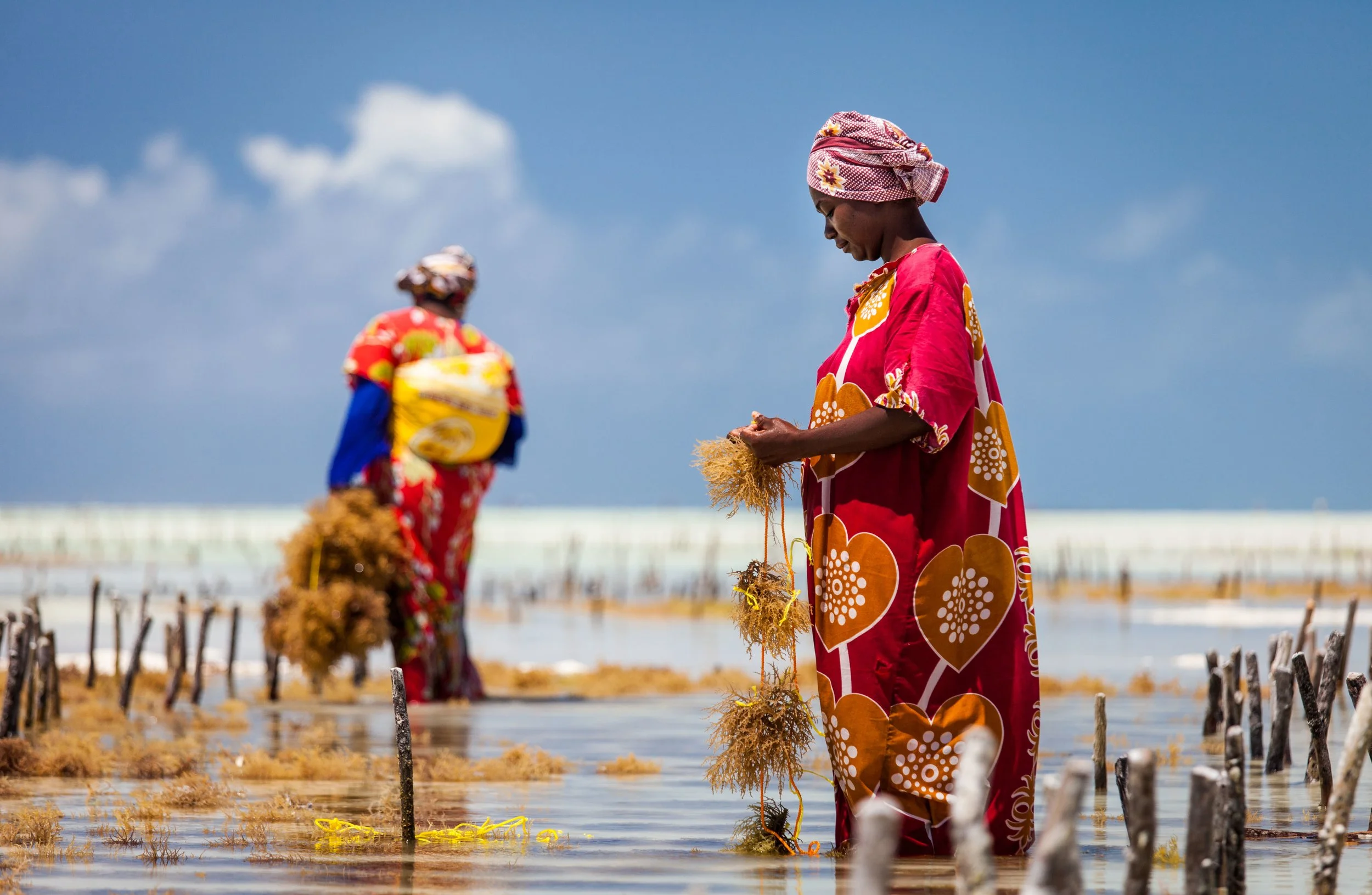 Harvesting_seaweed_in_Jambiani.jpg