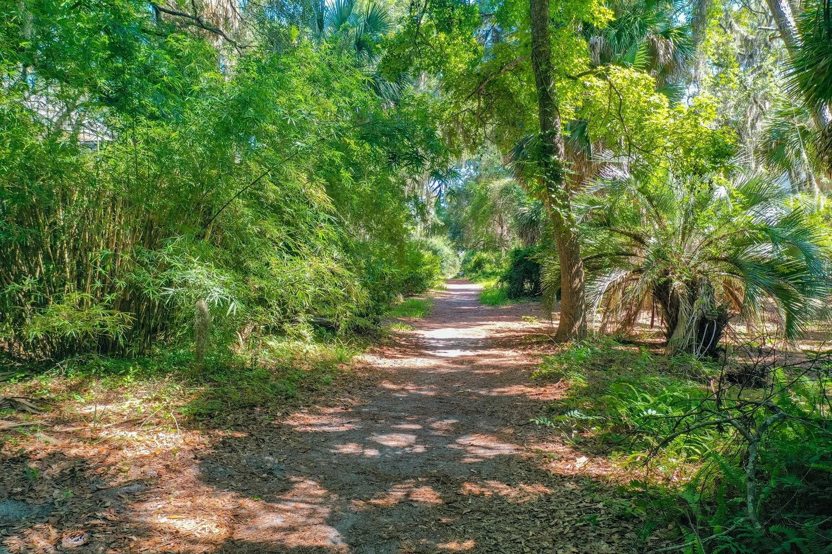 Forest path surrounded by bamboo and palm trees in a lush, green setting.