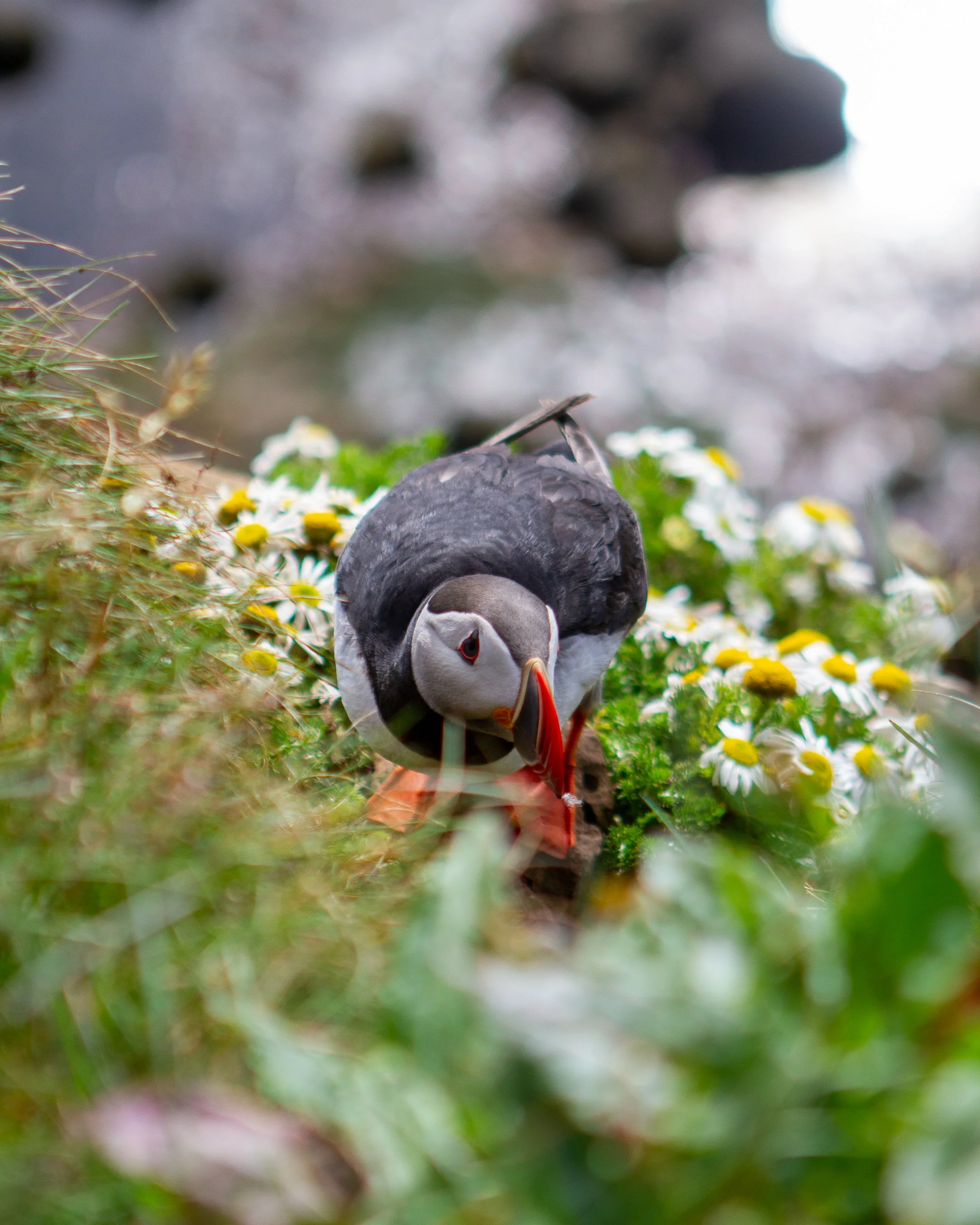 Viking Summer-18.jpg