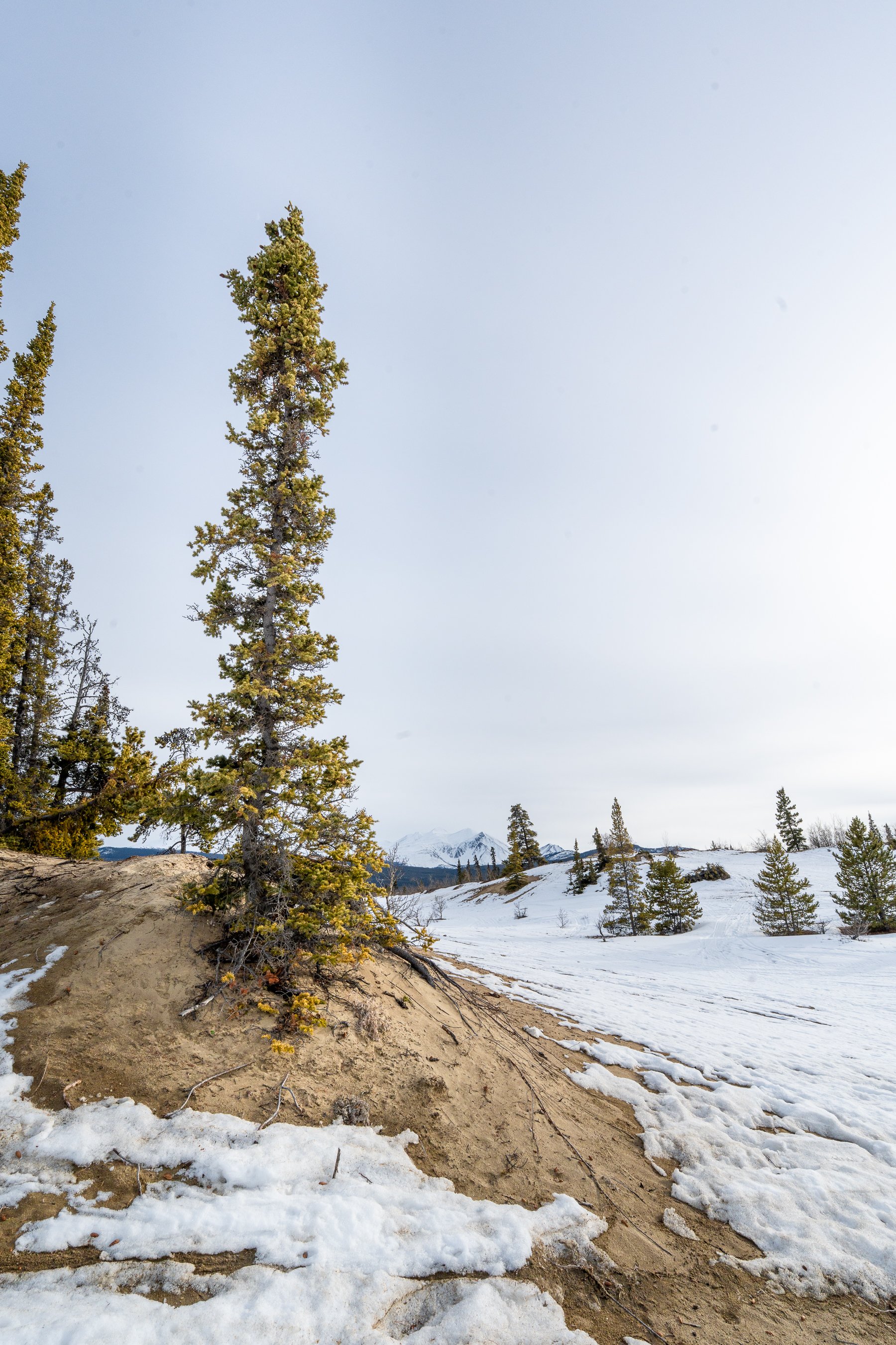 White Horse Desert.jpg