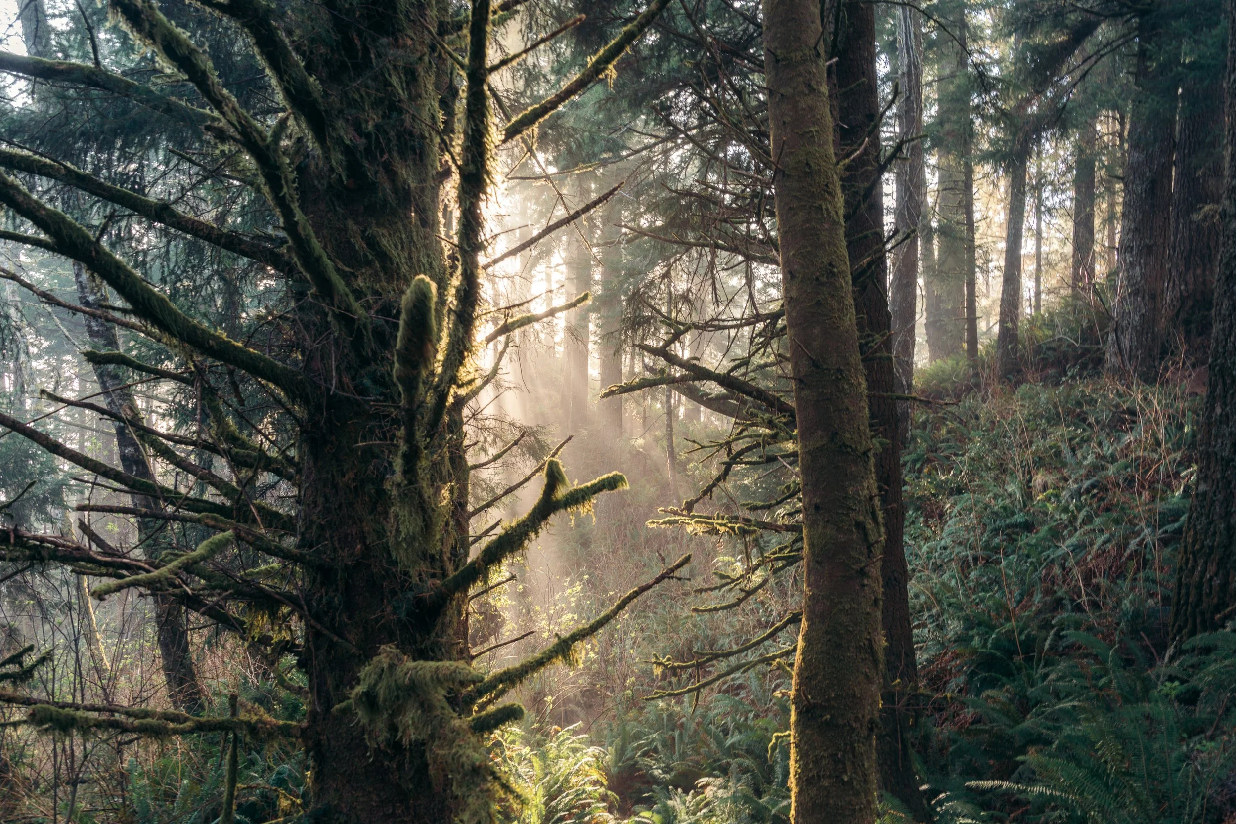 Brooking Tree Landscape JPEG Web.jpg