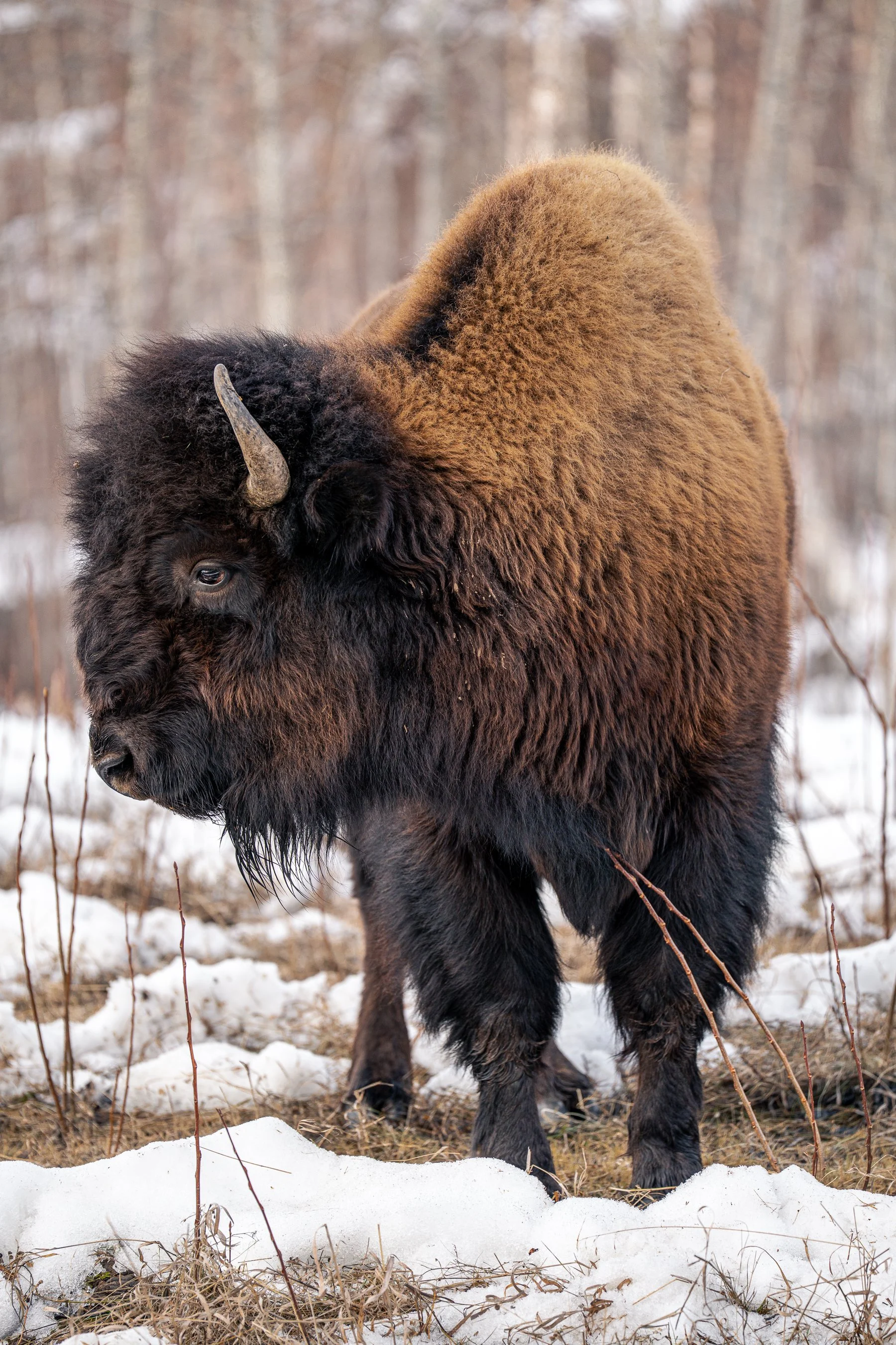 Bison-3.jpg