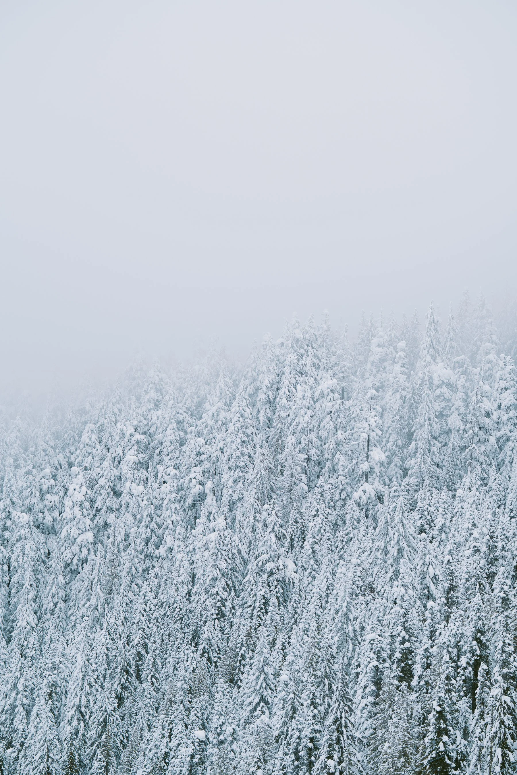 Snow Trees Haze.jpg