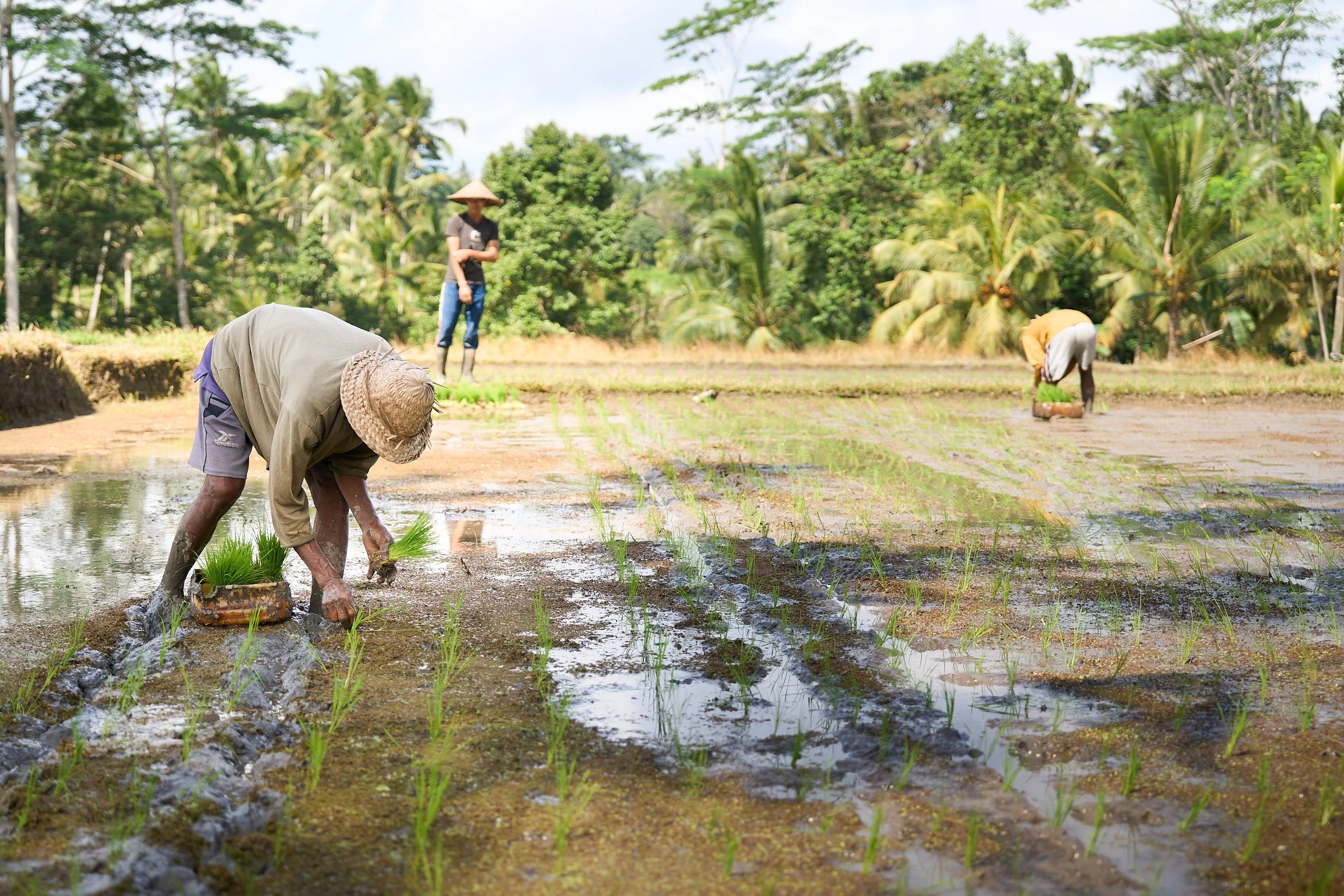 Rice Fields Final 1.jpg