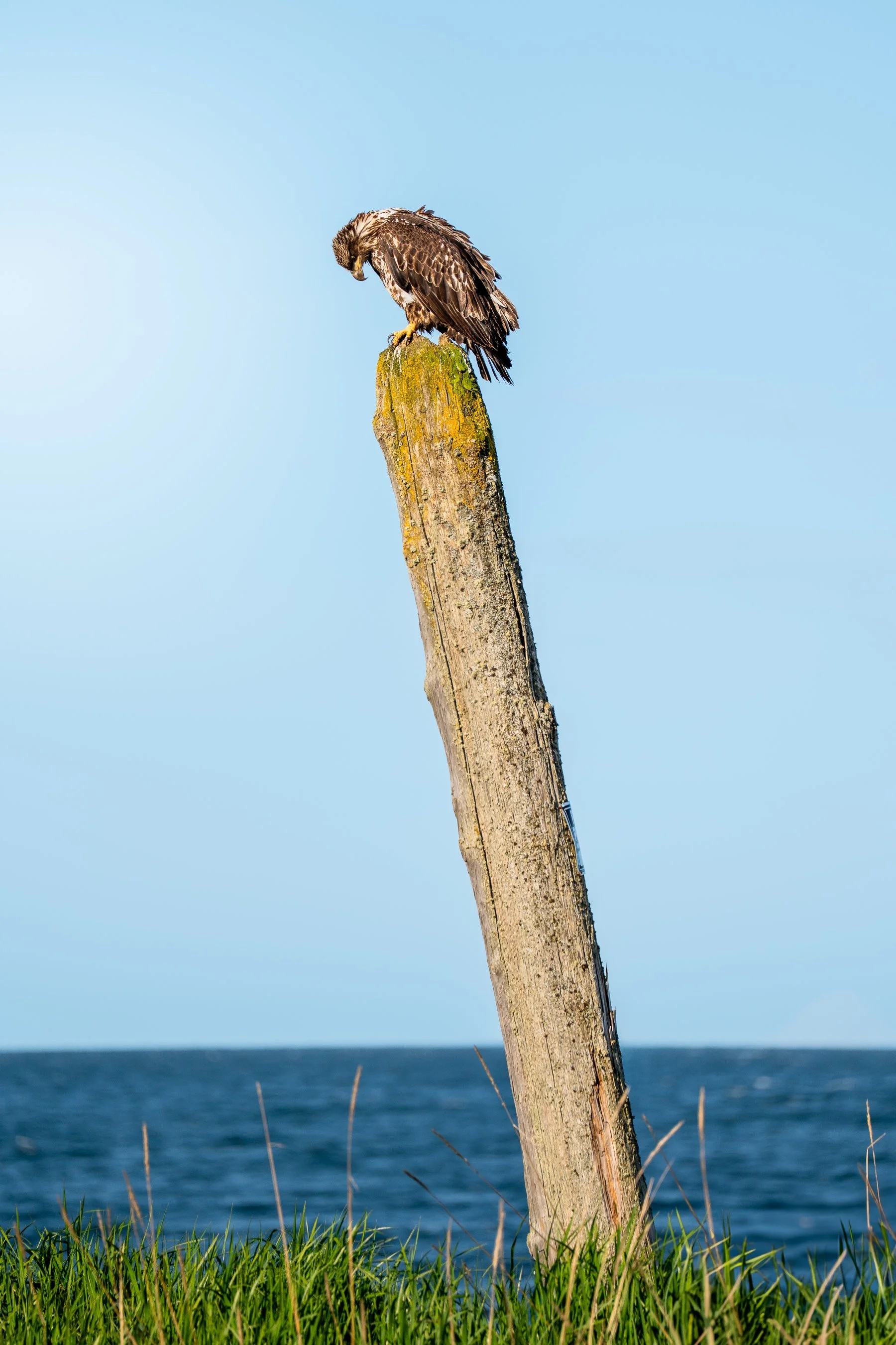 Eagle Perched-2.jpg