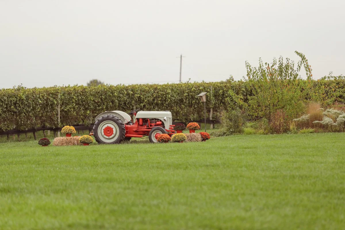A vintage tractor on a grassy field surrounded by fall decorations like pumpkins and hay bales, with a vineyard and overcast sky in the background.