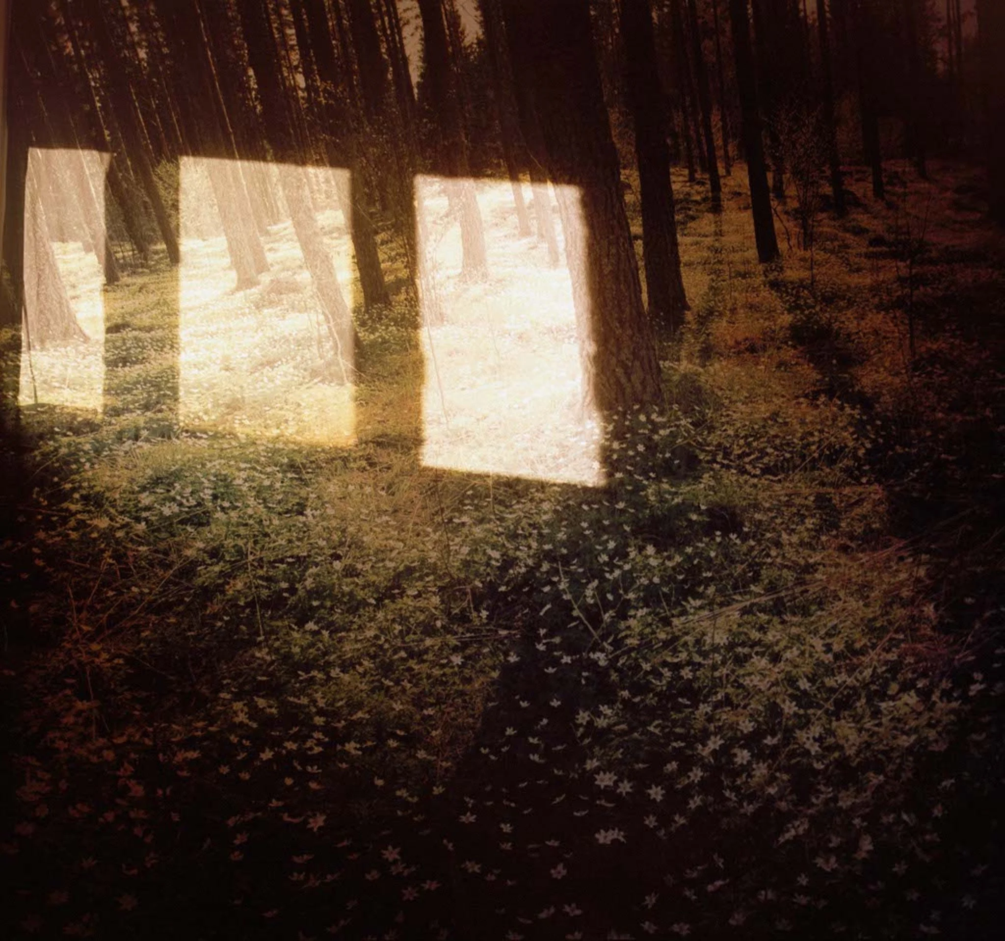 forrestlighteditted 1_o.jpg