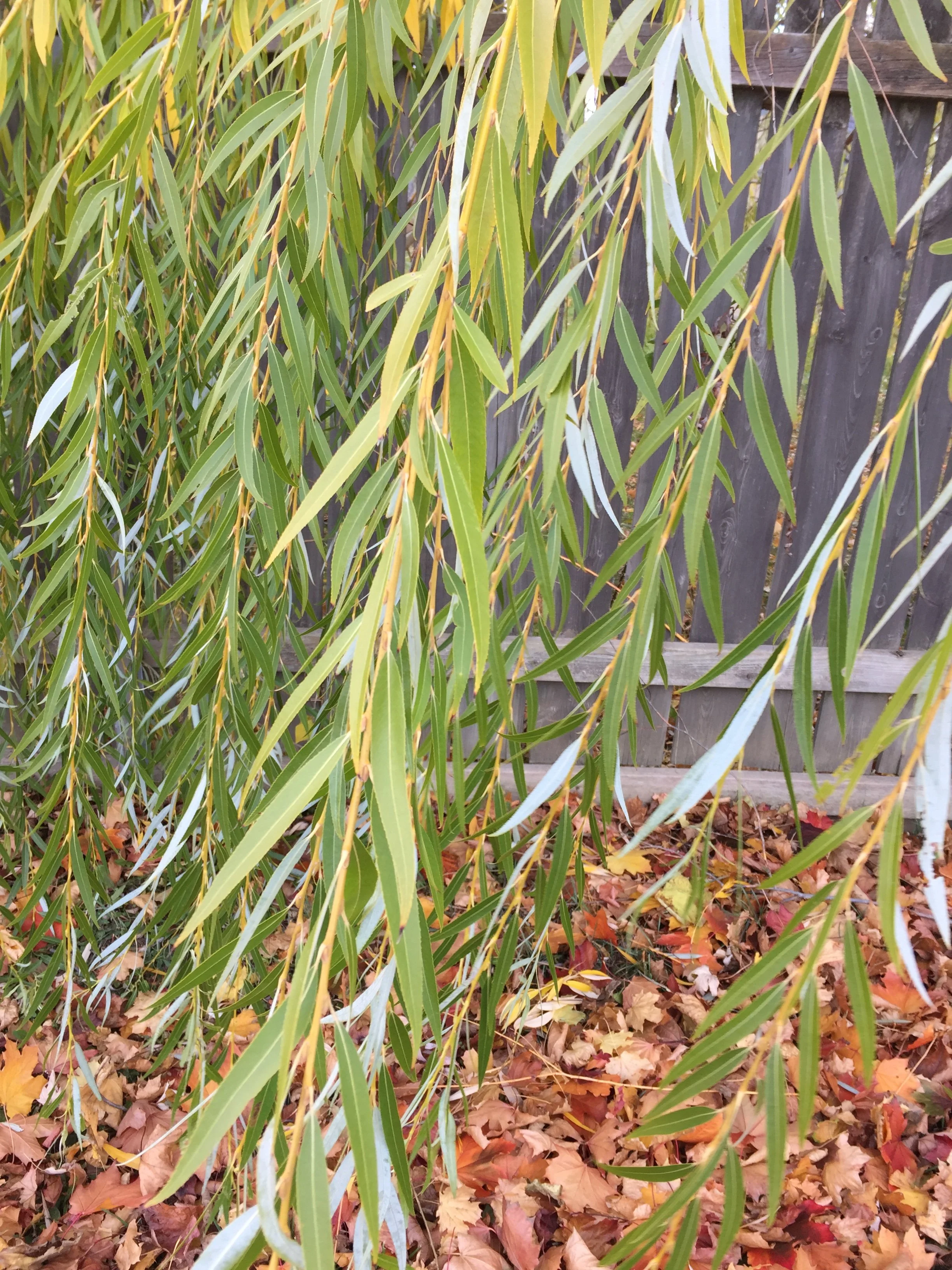 peach-leaf-willow-leaves.jpg