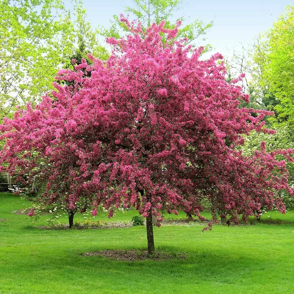 Crabapple-Various Varieties