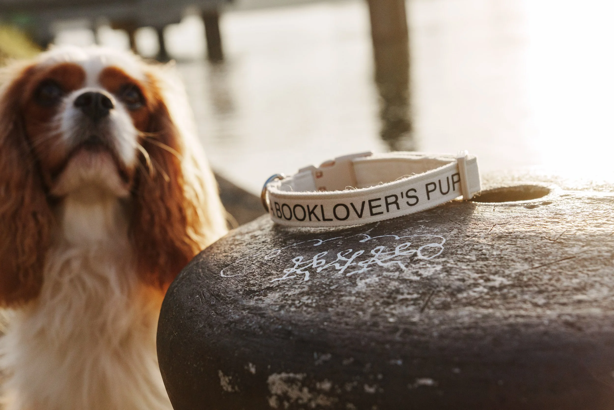 2025-01-01 Woof Letter Test Shoot Hafen-07371 3840q75.jpg