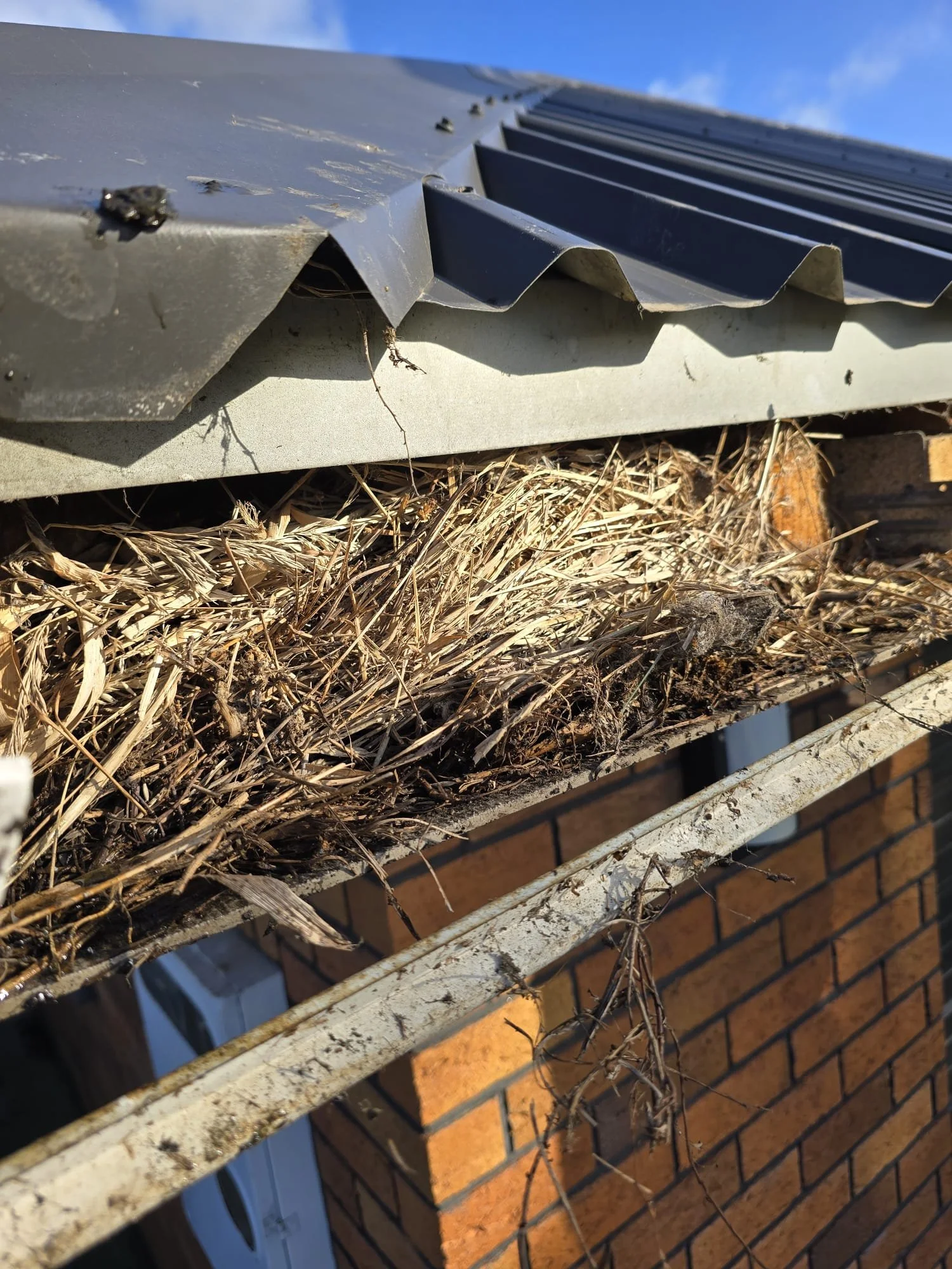 Birds nest gutters roof