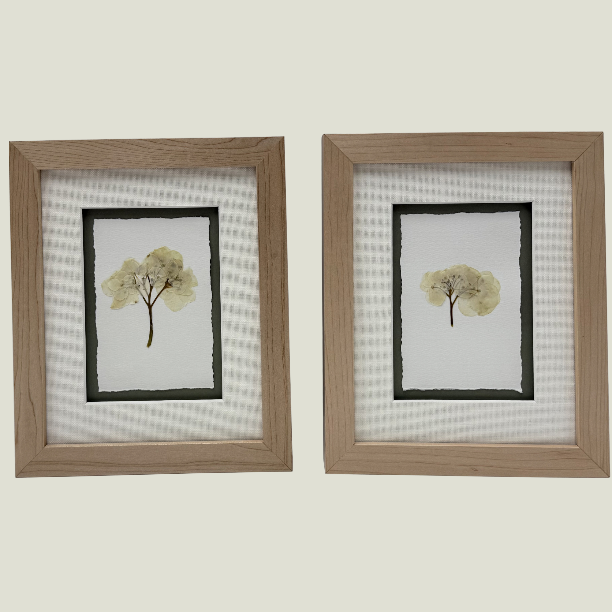 Framed Pair of Pressed Hydrangea Blossoms
