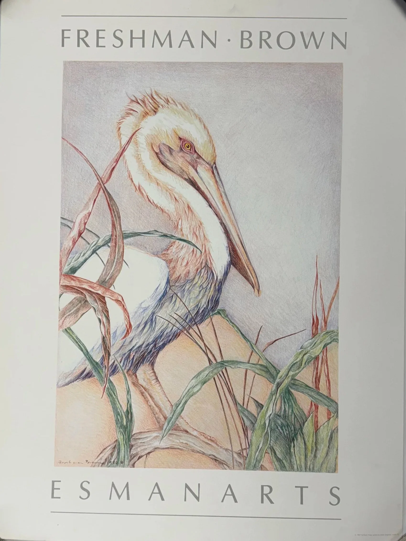 Bird Study Art Poster Print by Louise Freshman Brown | Pelican