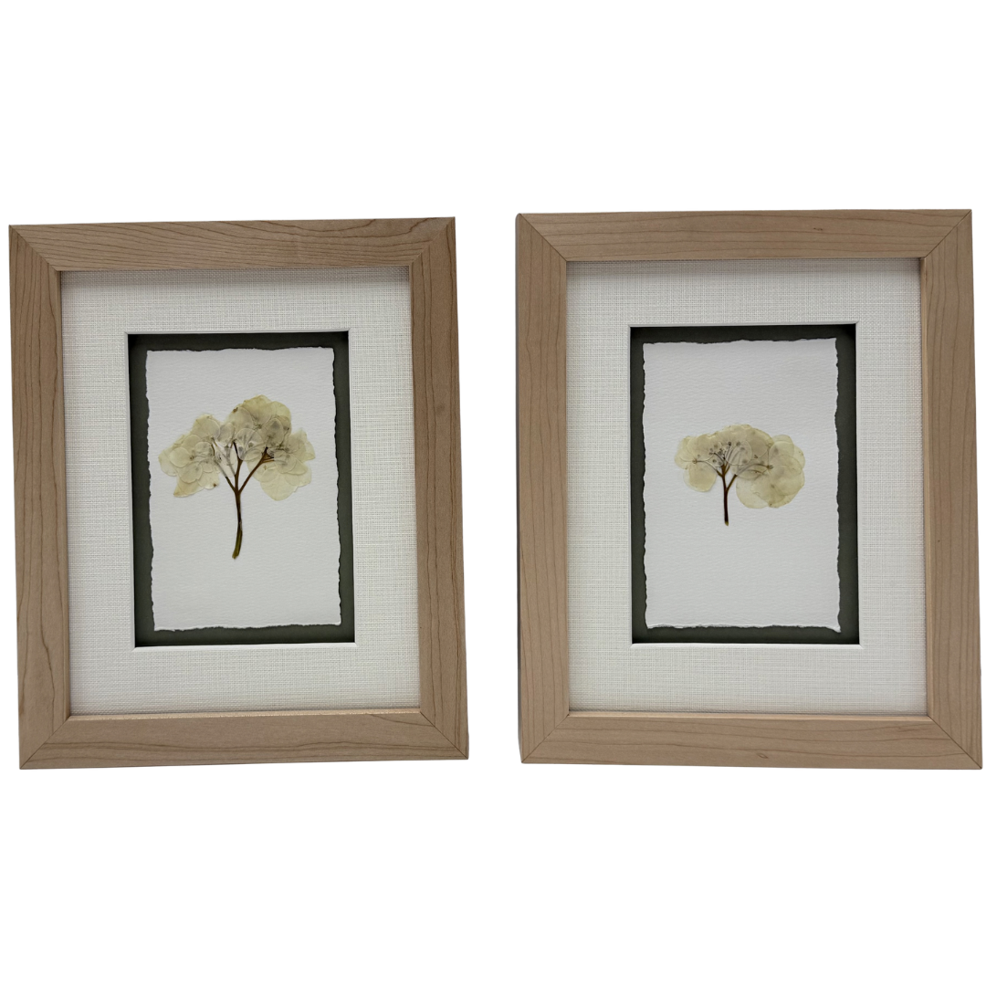 Framed Pair of Pressed Hydrangea Blossoms