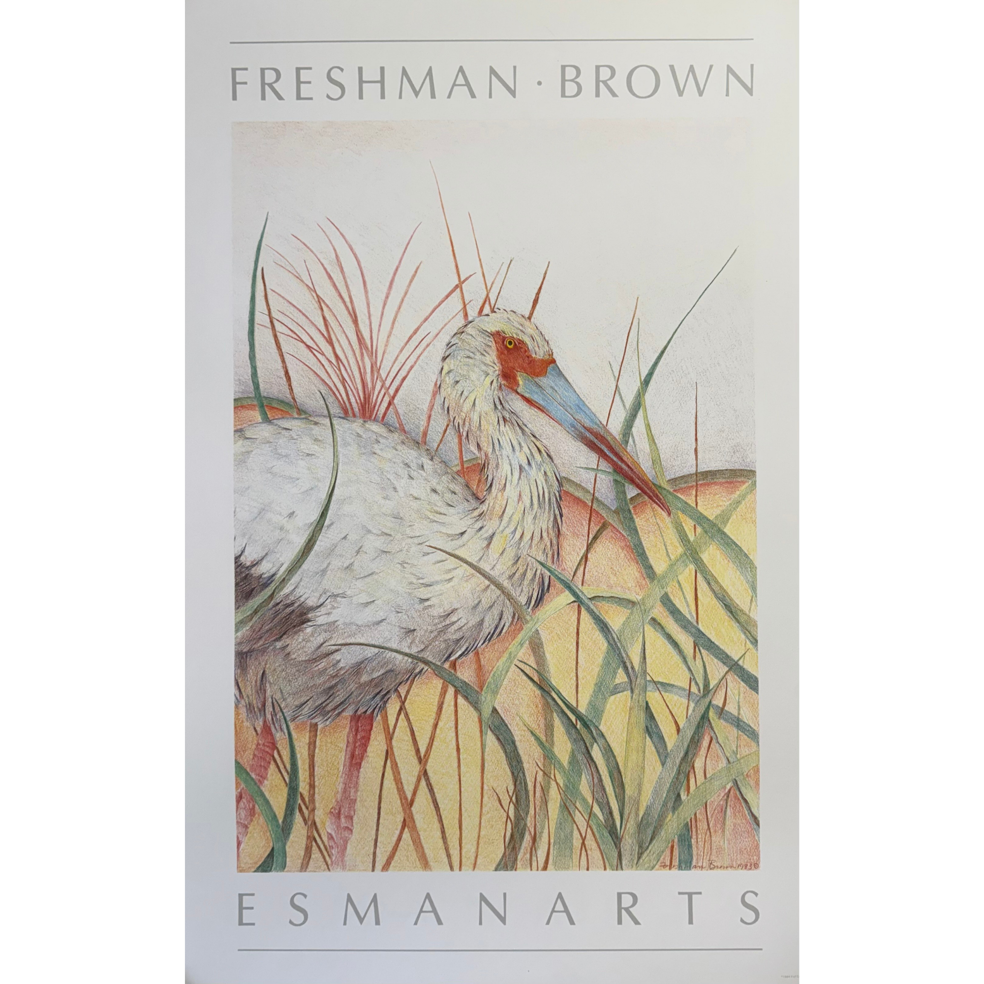 White Ibis - Louise Freshman Brown (Offset Lithograph)