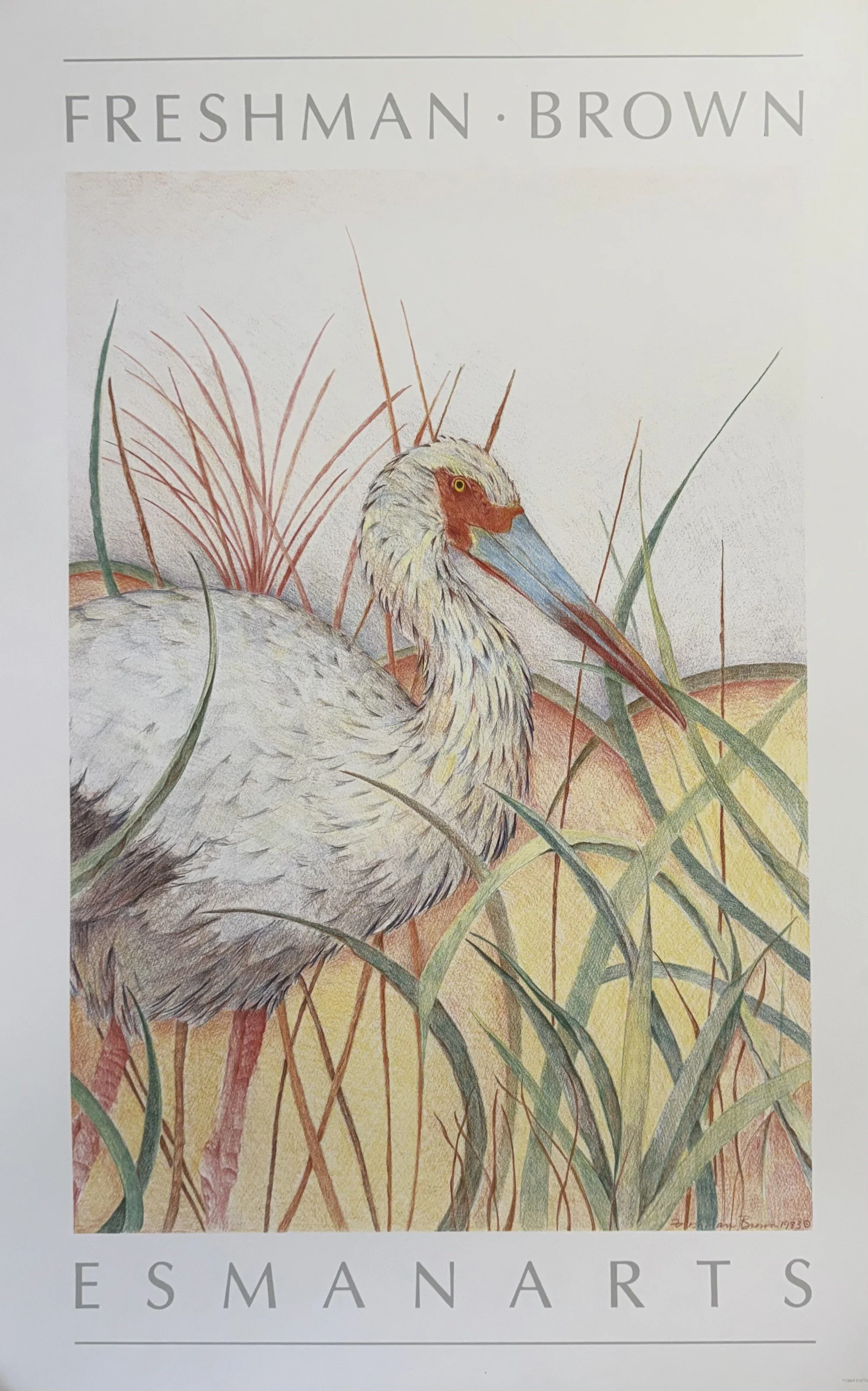 Bird Study Art Poster Print by Louise Freshman Brown | White Ibis