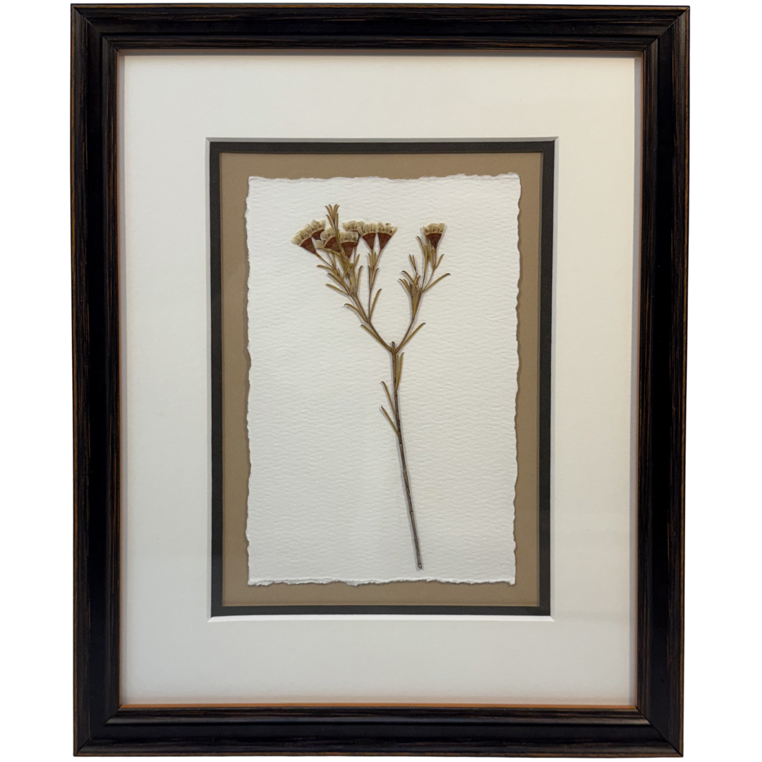 Framed Pressed Wax Flower Blossom