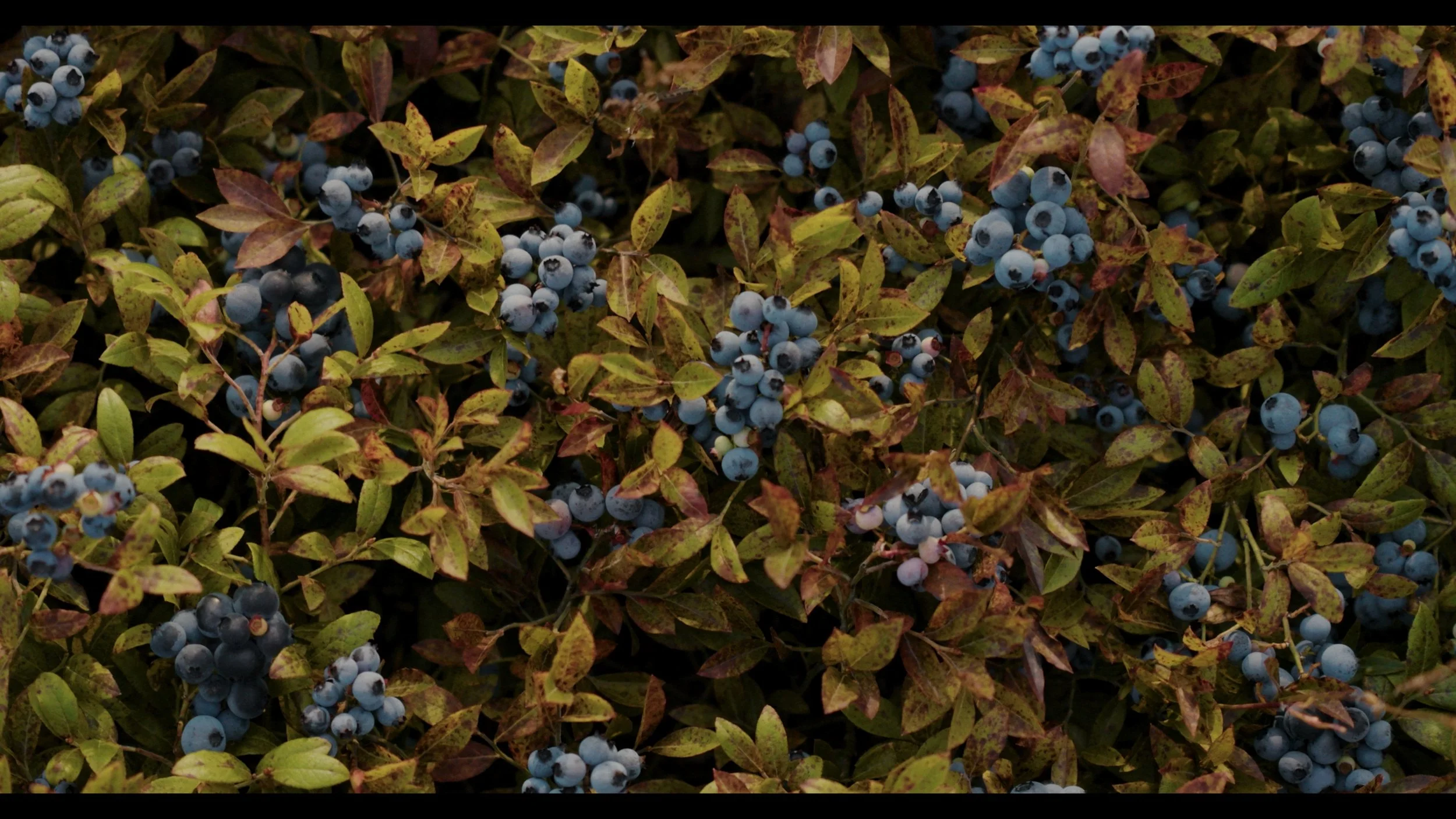 Still 2025-08-06 182905_1.379.1.JPG