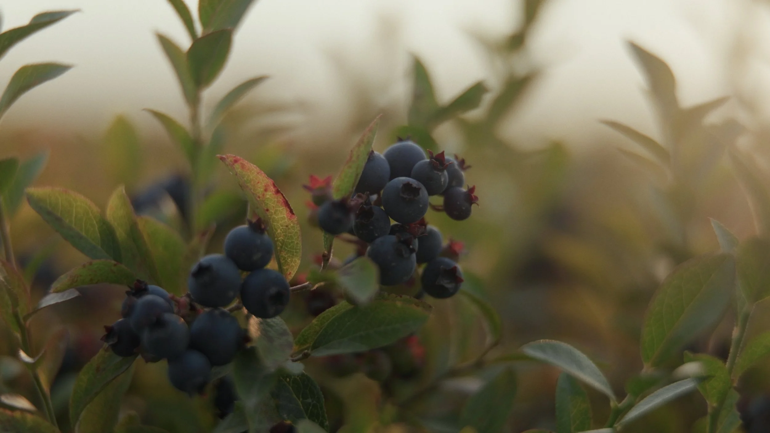 Still 2025-08-06 182922_1.239.1.JPG