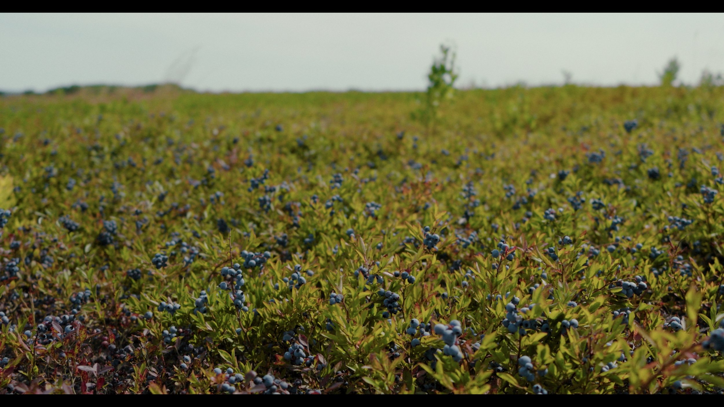 Still 2025-08-06 182905_1.446.1.JPG