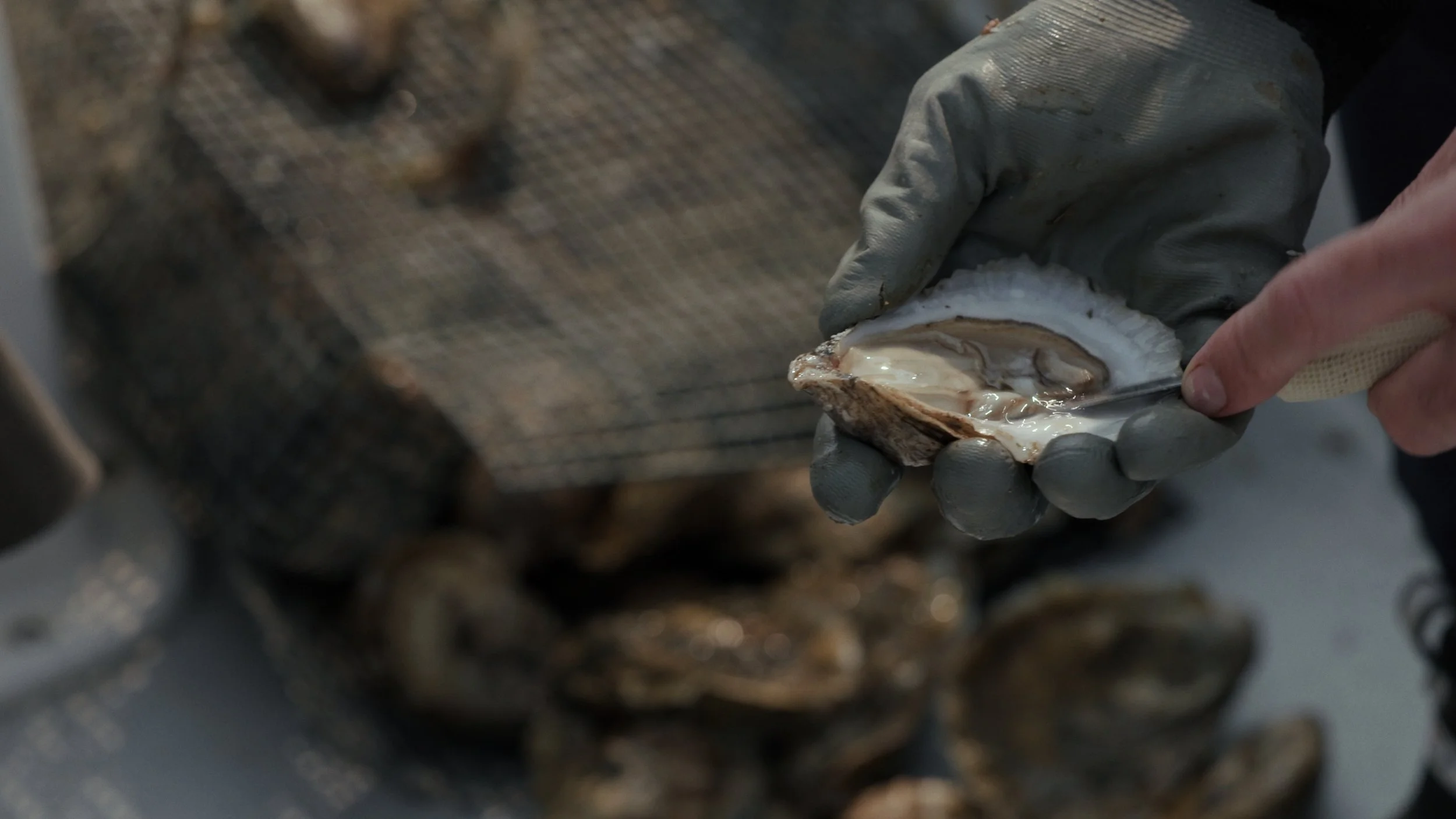 Still 2025-08-06 182922_1.288.1.JPG