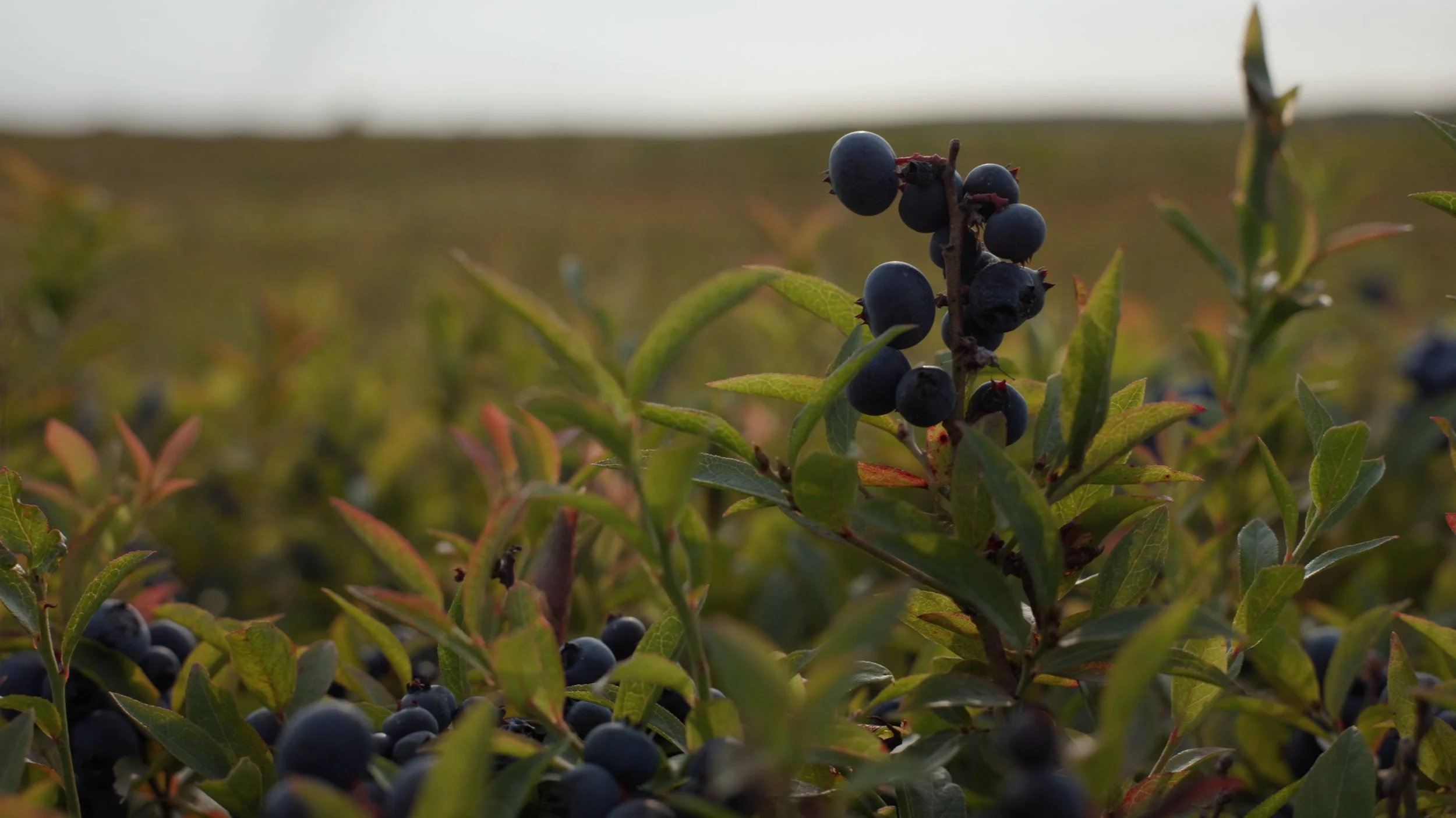 Still 2025-08-06 182852_2.1.1.JPG