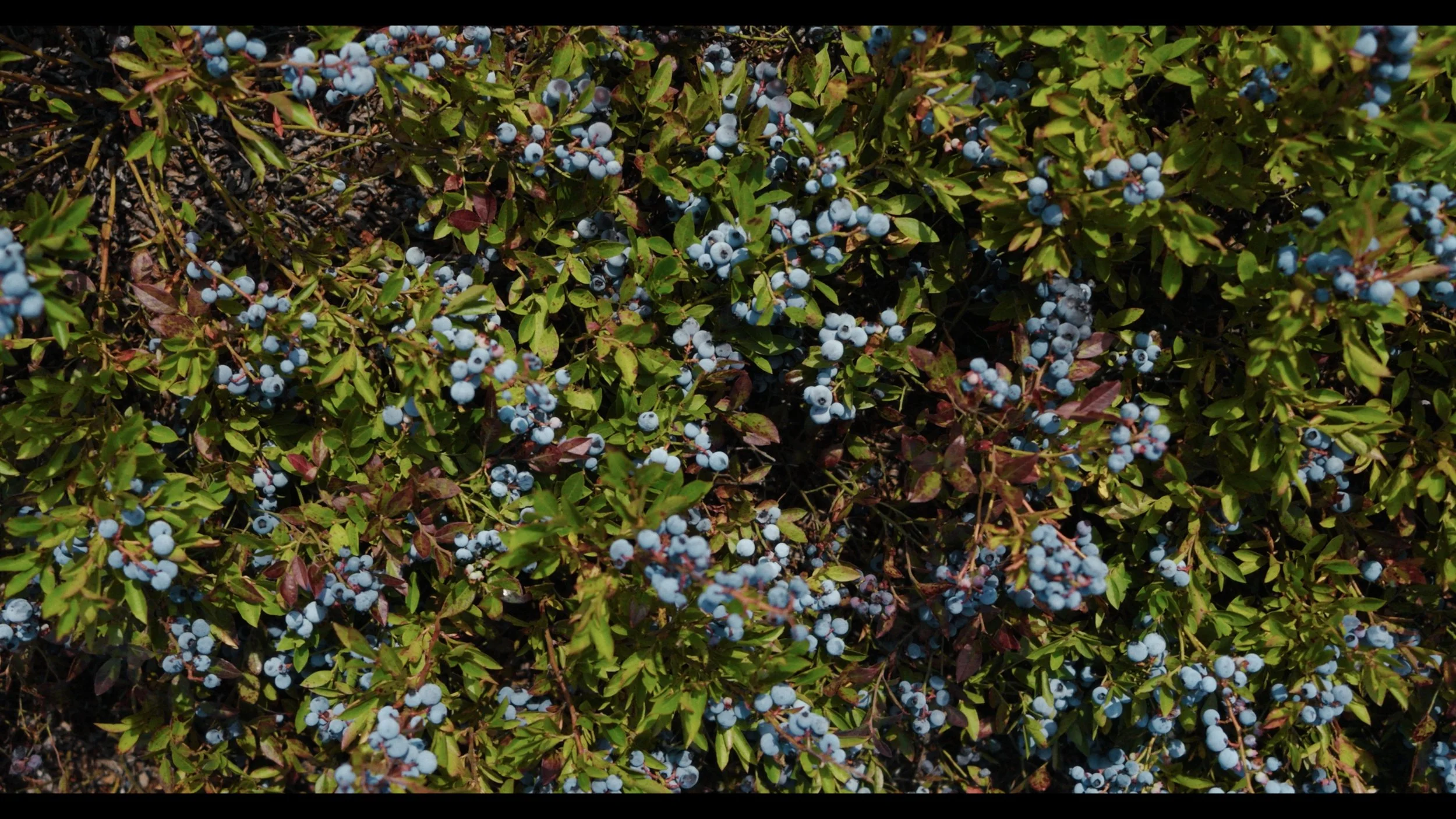 Still 2025-08-06 182905_1.445.1.JPG