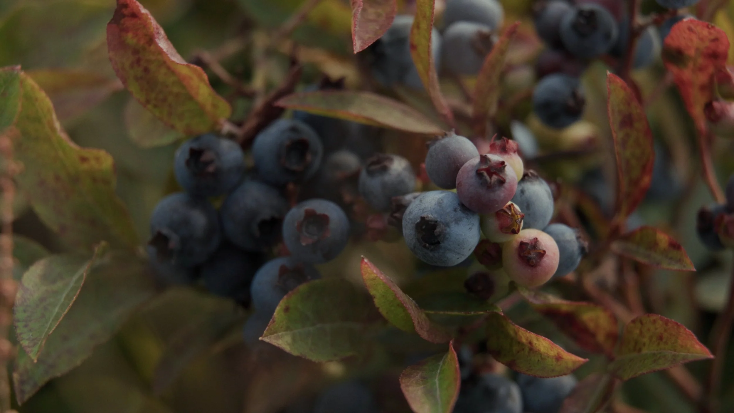 Still 2025-08-06 182922_1.243.1.JPG