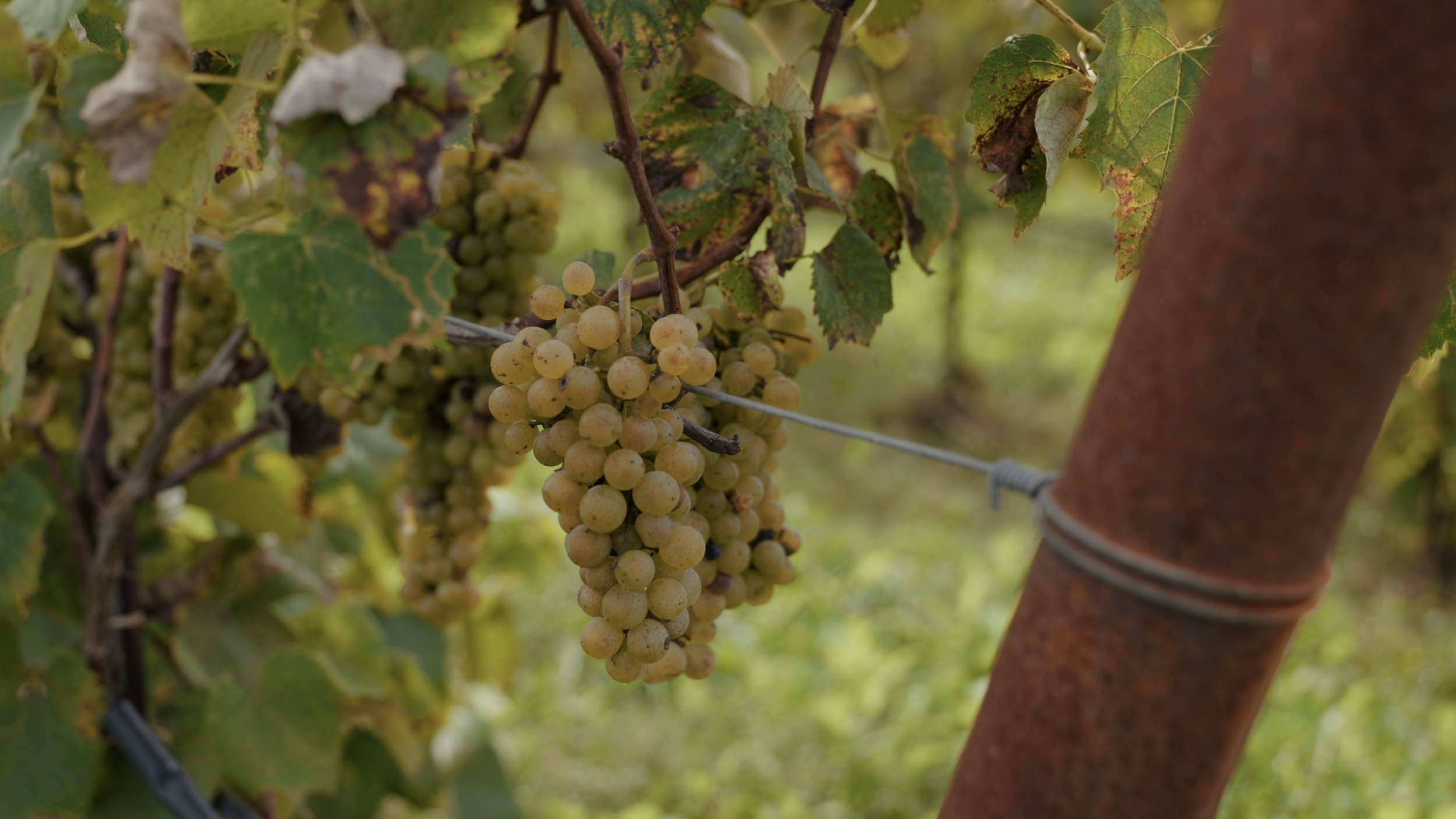 Still 2025-10-04 094957_1.21.1.jpg