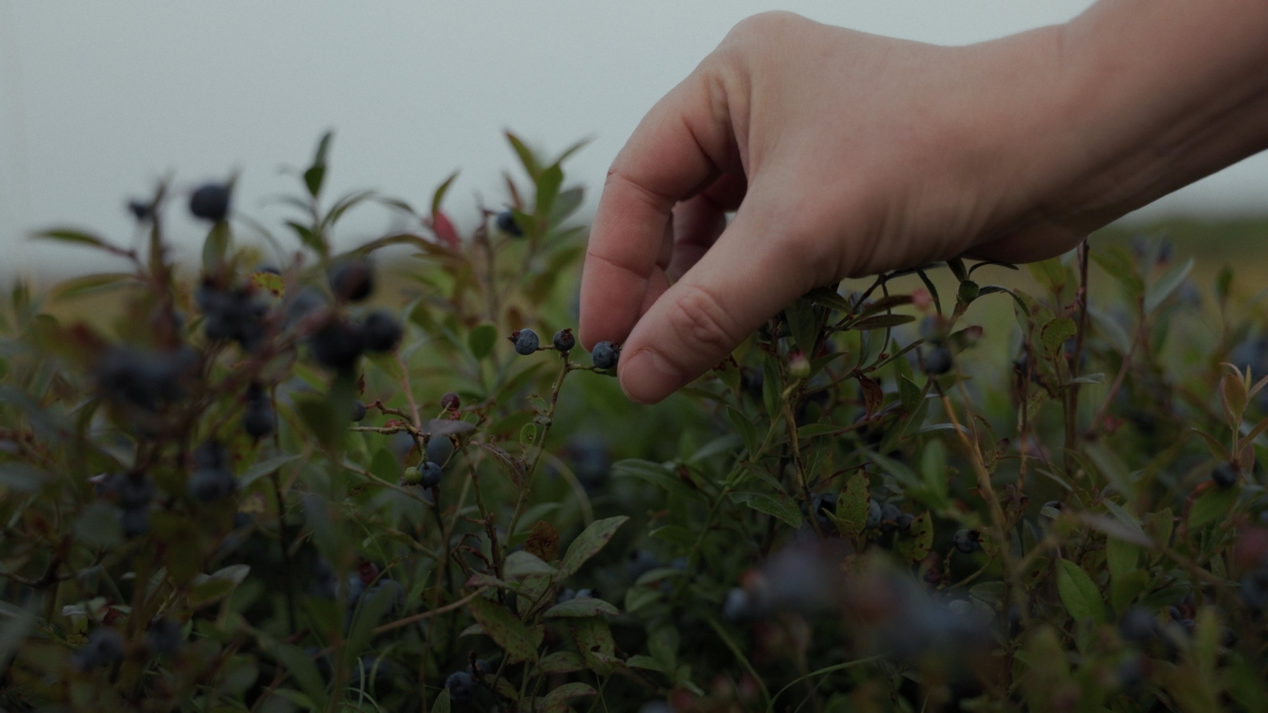 Still 2025-08-06 182922_1.233.1.JPG