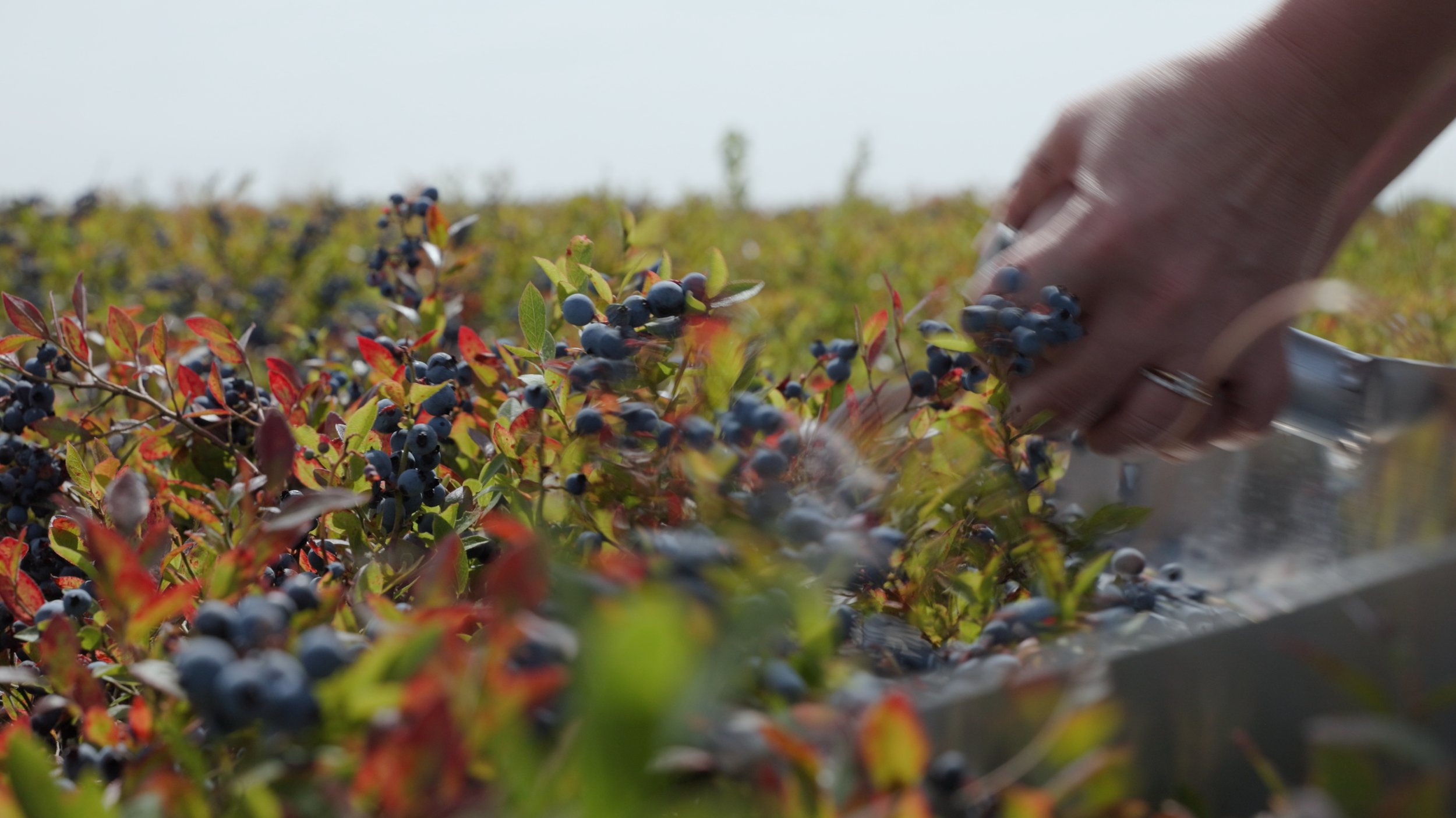 Still 2025-08-06 182922_1.268.1.JPG