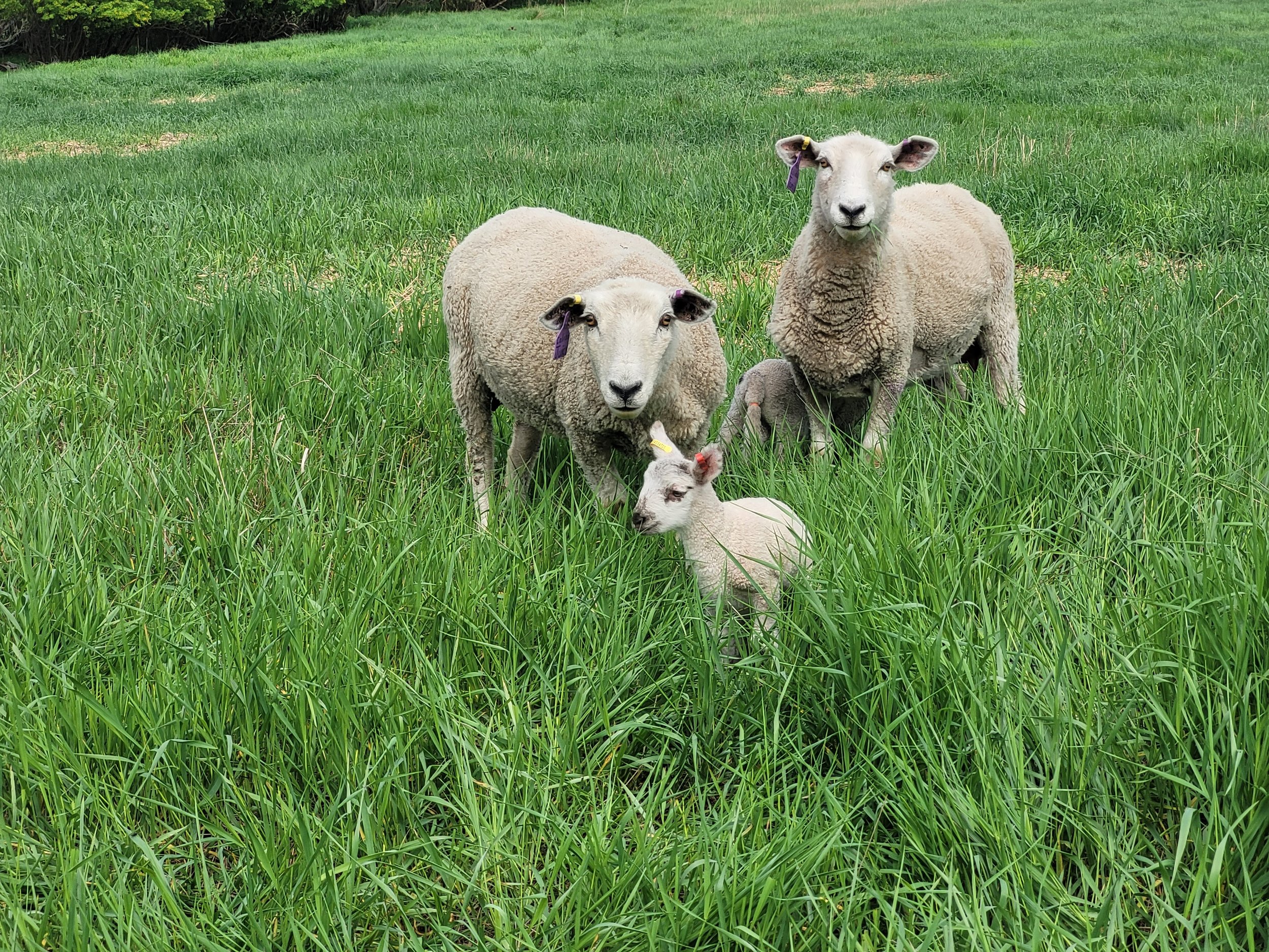 20230528_155526 - Loch Lomond Livestock.jpg