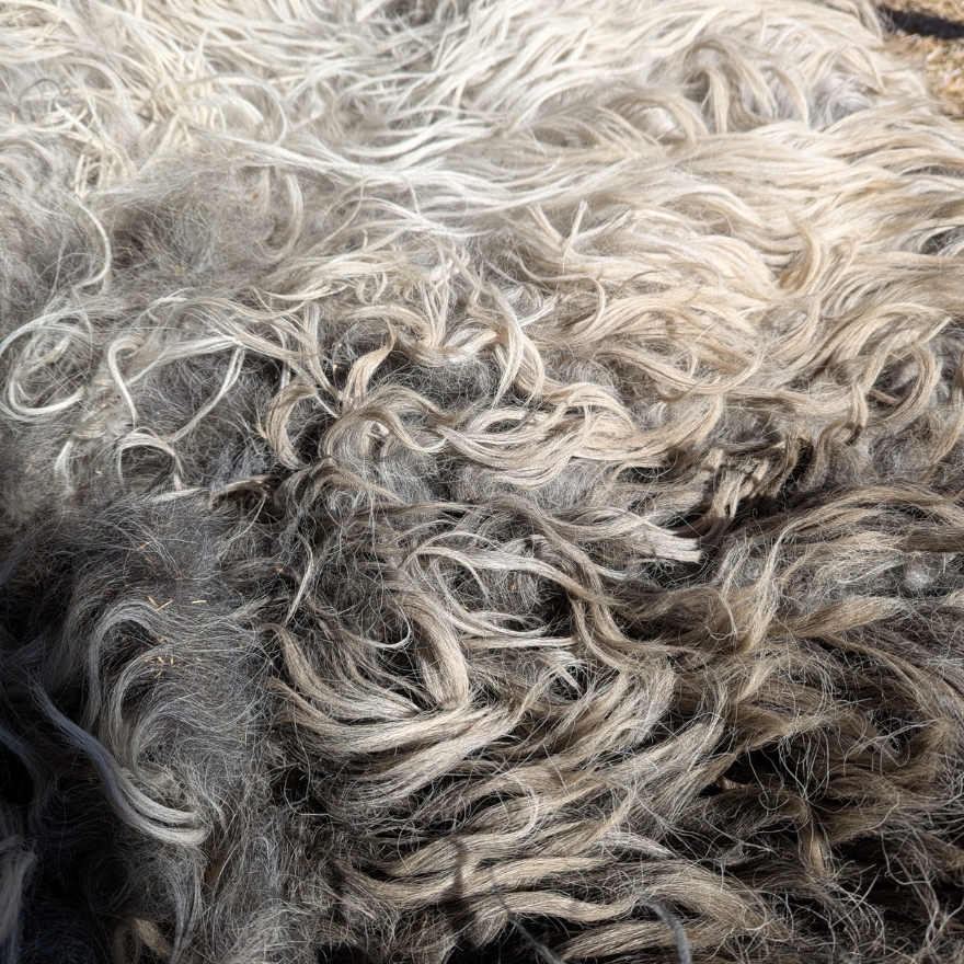 WSHF_skirted fleeces.png