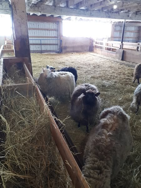 Shetlanc ewes 2025.jpg