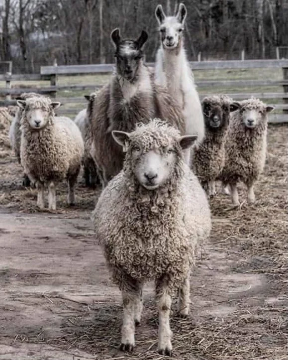 Gaspereau Valley Fibre livestock.jpg