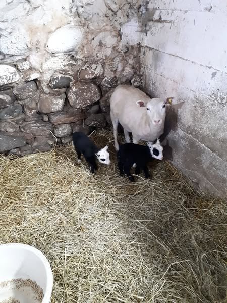 Sheltand babies 2025.jpg