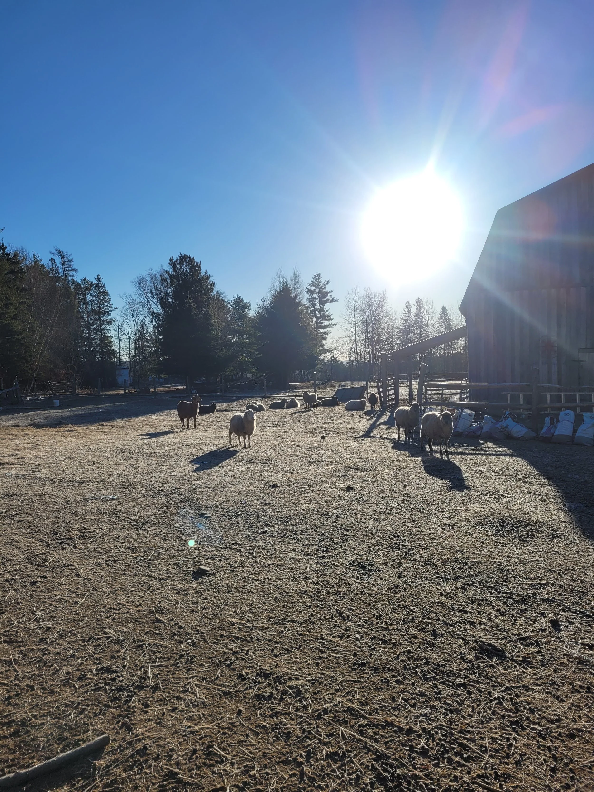 Brigadoon_4 - rachel fricker.jpg