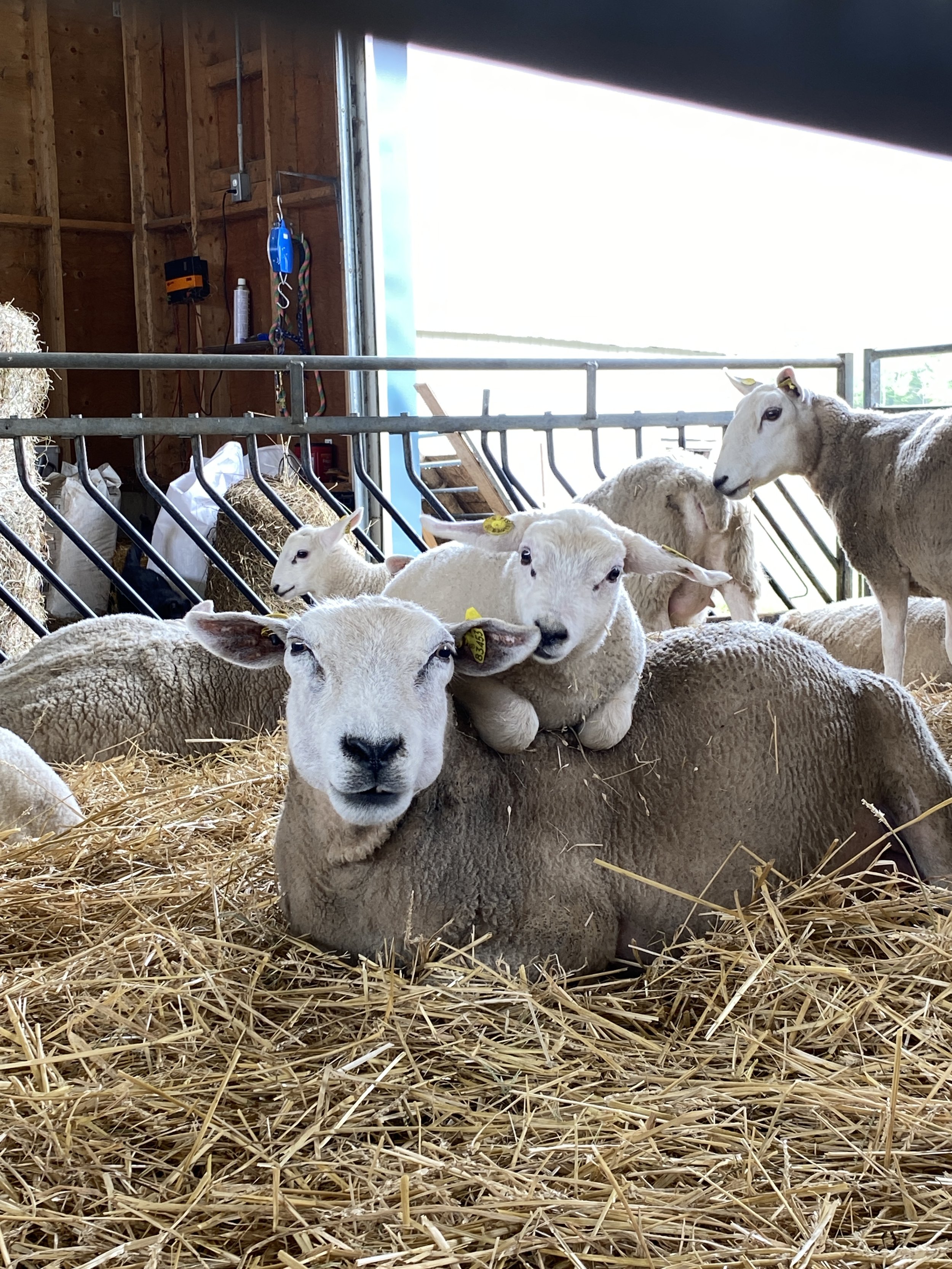 Crooked Fence_IMG_2698 - Shauna McKenna.jpeg