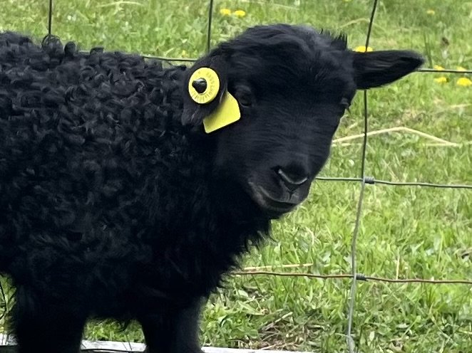 5. Lamb - Linda Drennan.jpeg