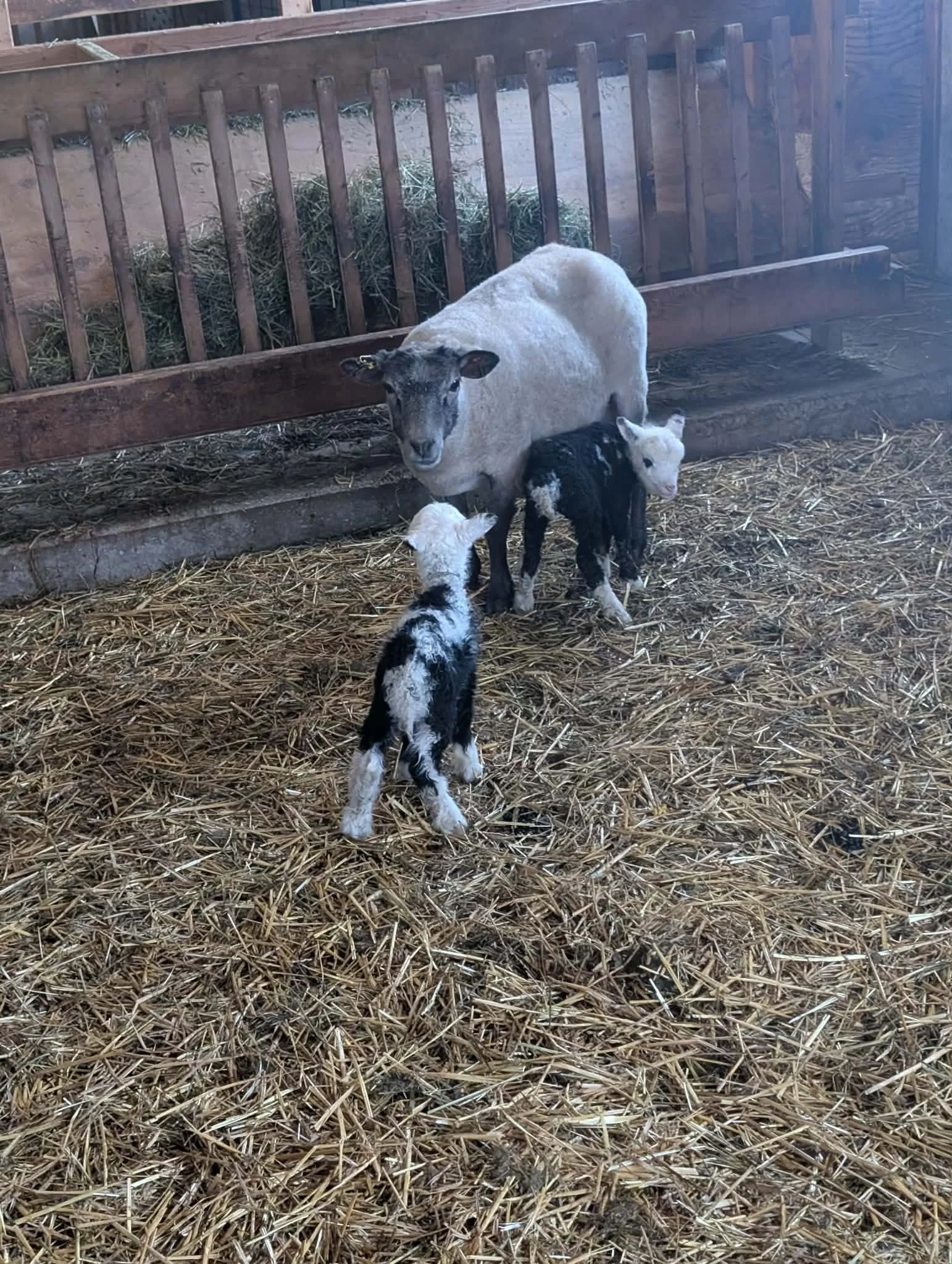 Shetland+babies+2026.jpg