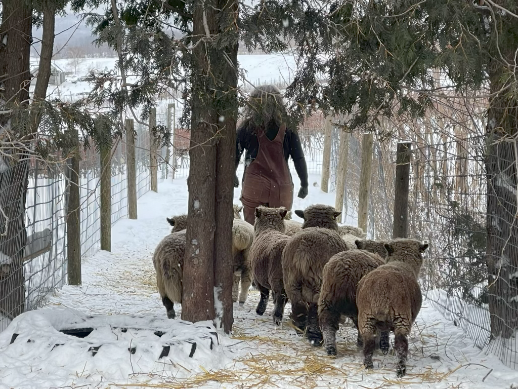 Leystone_00 Karri winter sheep - Karri Munn-Venn.png