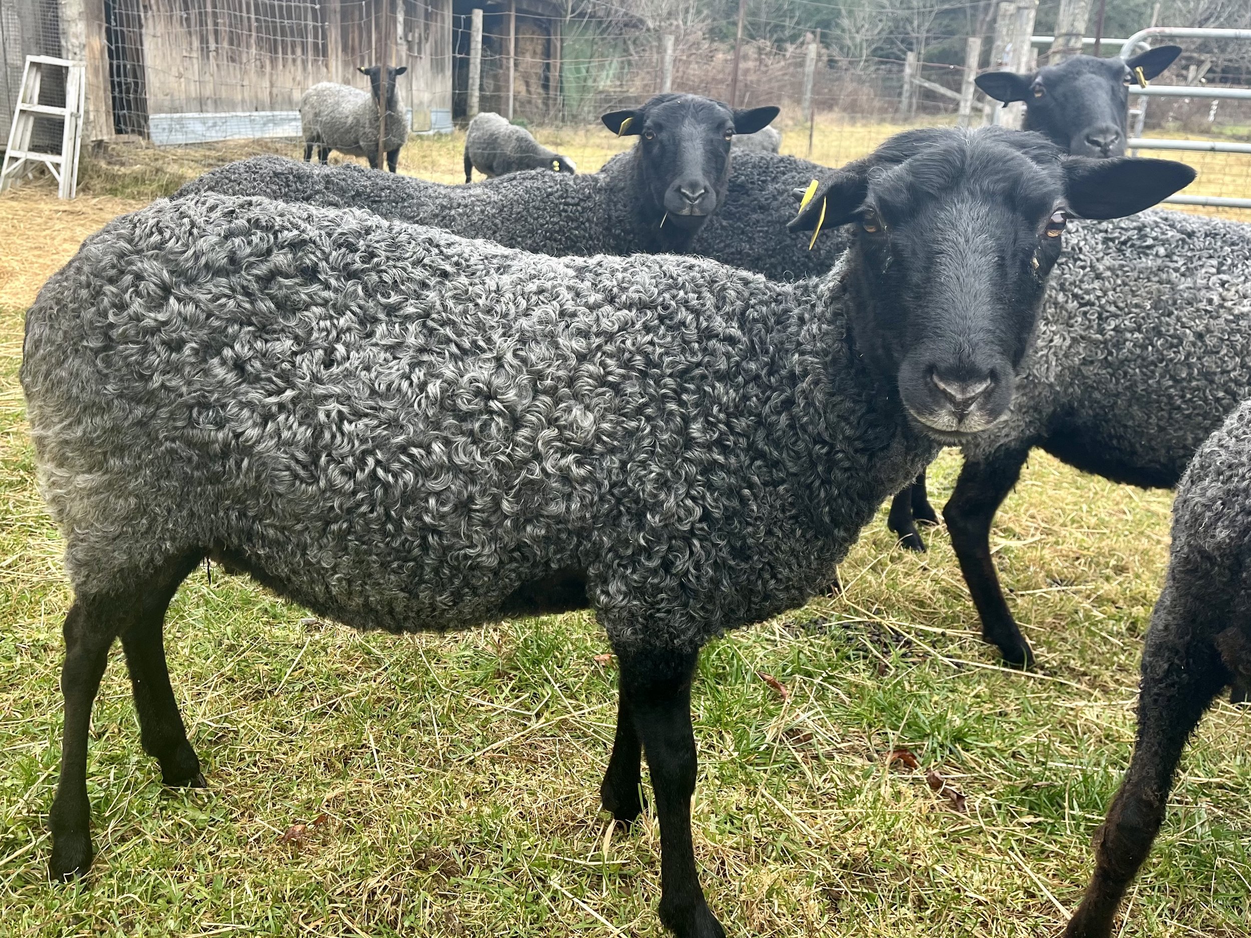 2. Ewes - Linda Drennan (1).jpeg