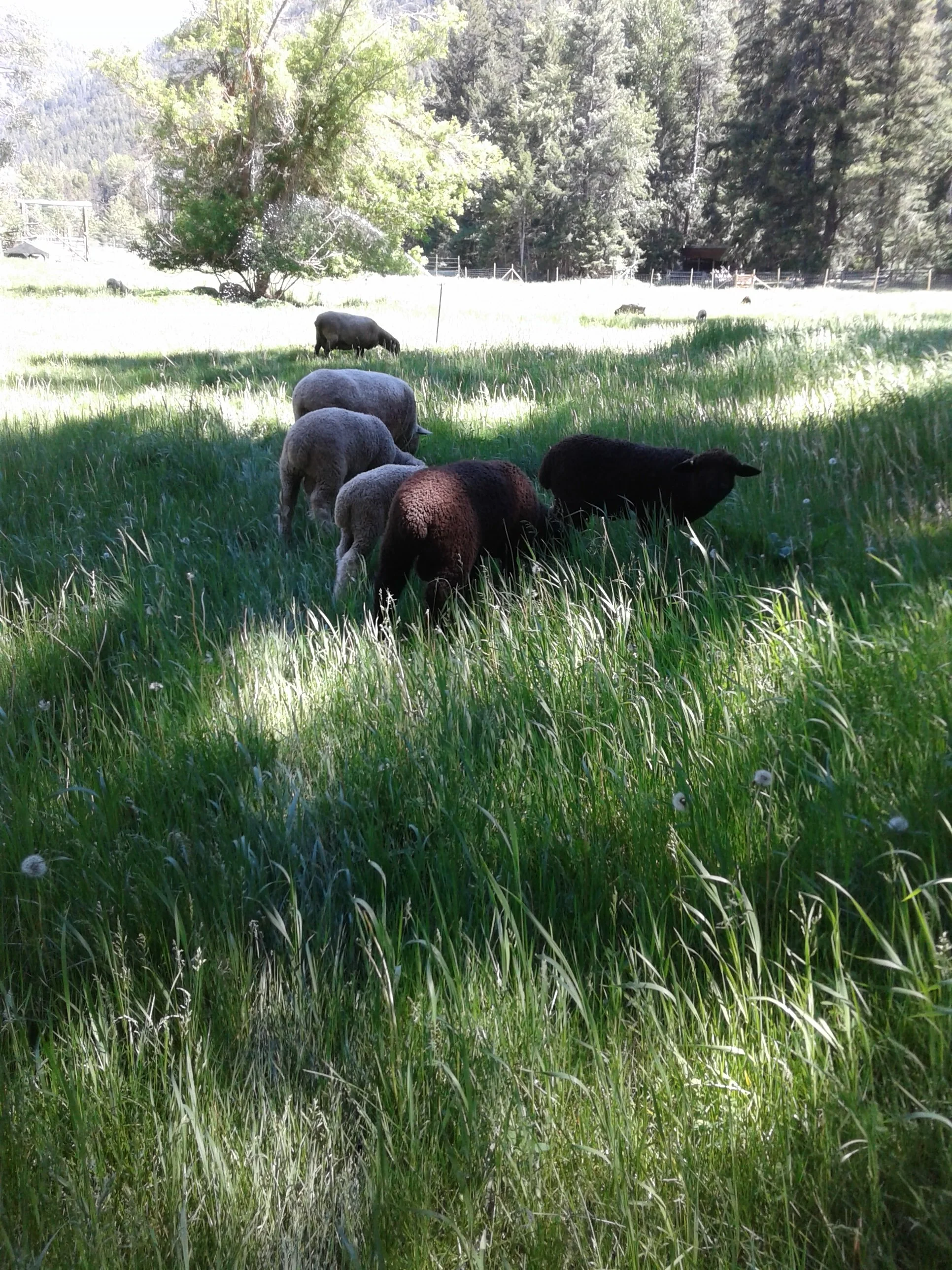 20250608_145325+Slate+Creek+Farm+ (1).jpg