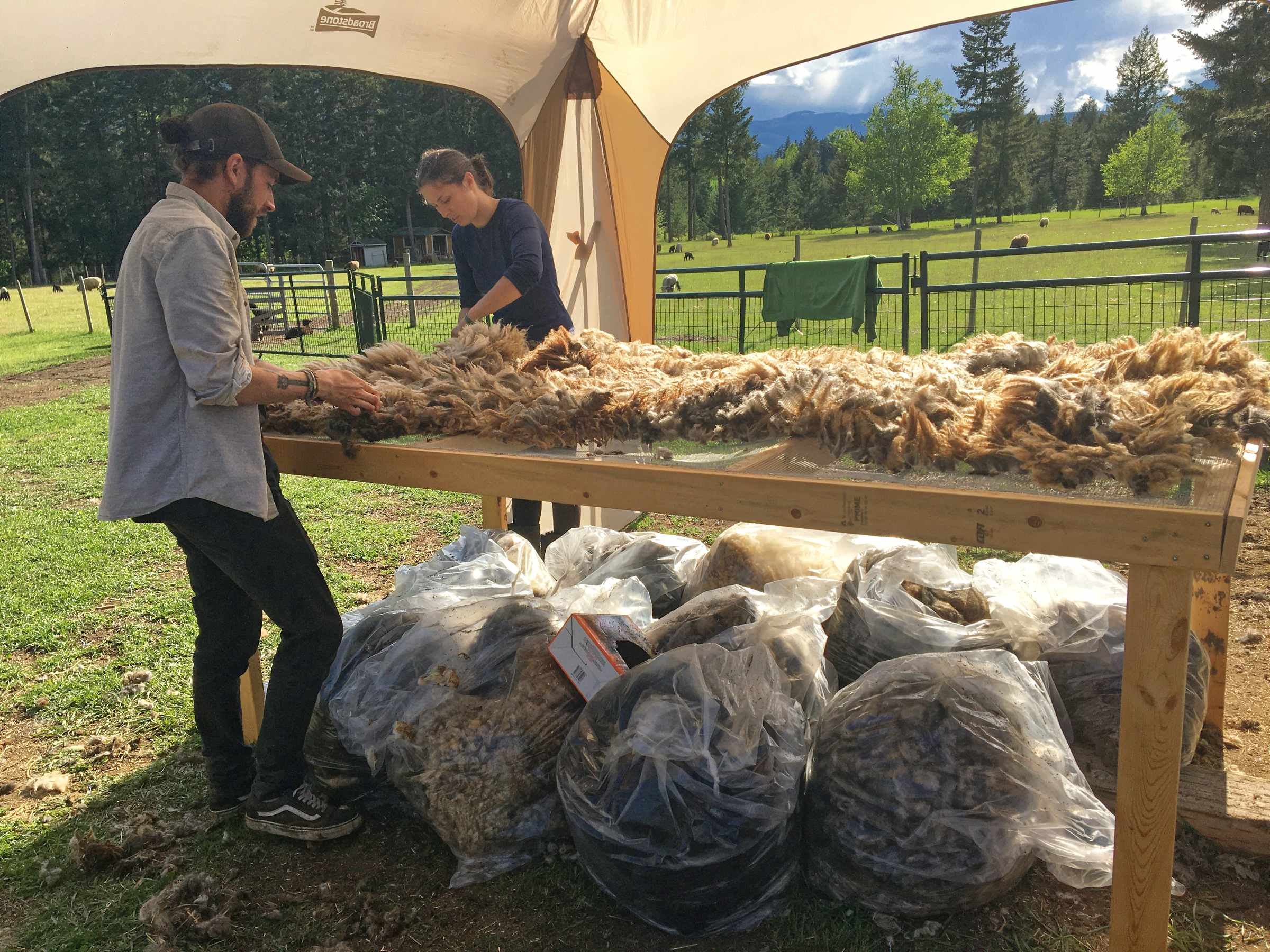 03 Sheep Shearing Day - Alexander Barron.jpg